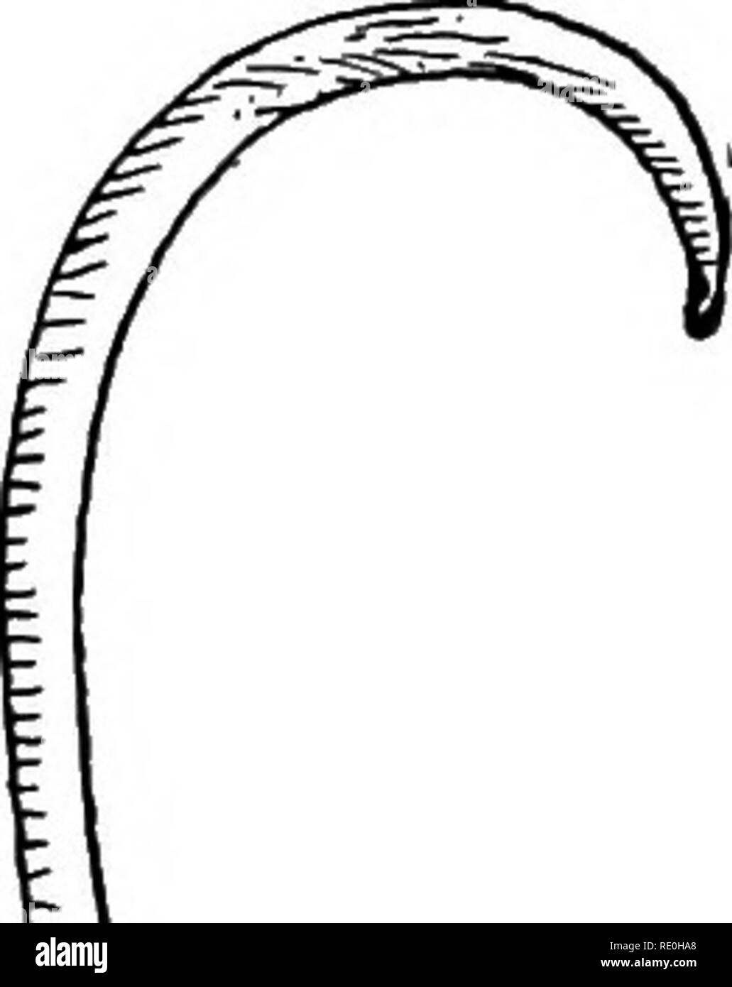 . Les parasites et les parasitoses de l'animaux domestiques : le zoo ?logie et de contrôle de la parasites animaux et la pathogenèse et le traitement des maladies parasitaires . Animaux domestiques. Fig. 123.-Belascaris marginata : mâle ; C, femme, grandeur nature. Un, chef, agrandie ; B, Toxascaris limbata (Toxascaris marginata). Ascaridse (p. 229).- Le corps est ferme et de couleur blanchâtre ou de couleur rouge pâle. Les ailes céphaliques sont longs, étroits, et quelque peu lancéolées. Les spicules de l'homme ne sont pas tout à fait égaux. Longueur de femme, 6.5-10 cm. (2 pouces 1/2-4), mâle, 4 à 6 cm. (1 1/2 - 2 3/8 pouces). Les oeufs sont de 75 à 85 microns Banque D'Images