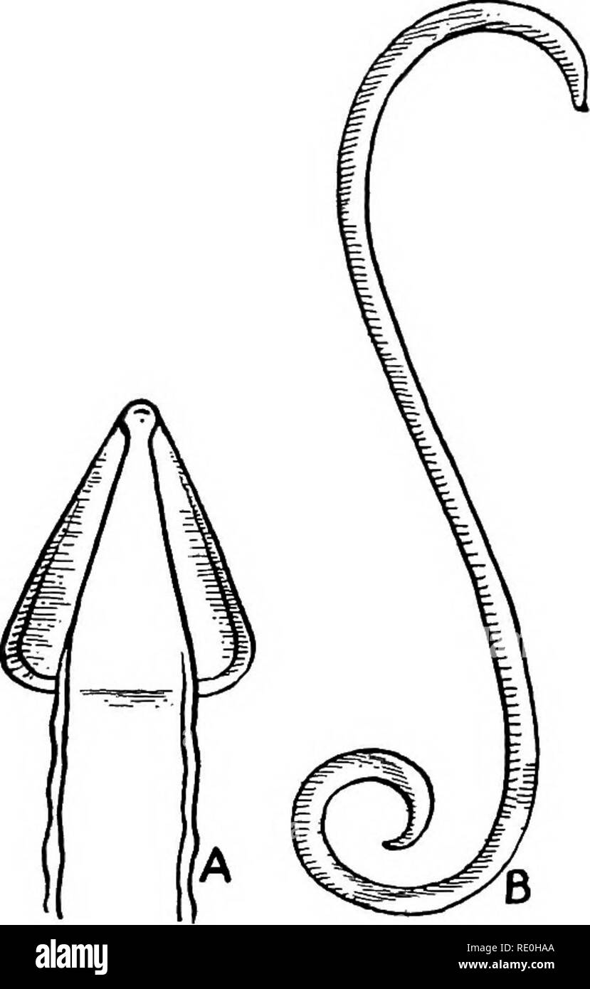 . Les parasites et les parasitoses de l'animaux domestiques : le zoo ?logie et de contrôle de la parasites animaux et la pathogenèse et le traitement des maladies parasitaires . Animaux domestiques. 238 LES PARASITES DE L'ANIMAL DOMESTIQUE femelle est situé vers la partie antérieure du quart du corps. La queue est obtus. Longueur de femme, 9-14 cm. (3 1/2-5 1/2 pouces) ; hommes, 5 à 10 cm. (2 à 4 pouces). Globulaires oeufs, de 75 microns de diamètre. Infeste l'intestin grêle.. Veuillez noter que ces images sont extraites de la page numérisée des images qui peuvent avoir été retouchées numériquement pour plus de lisibilité - coloration et l'aspect o Banque D'Images