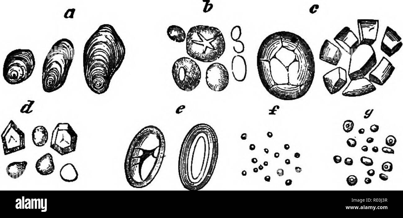 . Comment les cultures se développent. Un traité sur la composition chimique, la structure et la vie de l'usine, pour les étudiants de l'agriculture ... Chimie agricole ; la croissance (plantes). Les composés des plantes. 49 Flèche vers la racine est l'amidon obtenu en râpant et lave-la racine-germes de Maranta Indica, et M. arundinacea, les plantes indigènes de l'Est et Antilles. Exp. 25.-réduire une pomme de terre propre à la pâte à l'aide d'une râpe à l'étain. Attacher la pulpe dans un morceau de mousseline, pas trop fine, puis essorez-le à plusieurs reprises dans une pinte d'eau ou plus. Les grains d'amidon ainsi passer les mailles du tissu, tandis que la cellulose est retai Banque D'Images