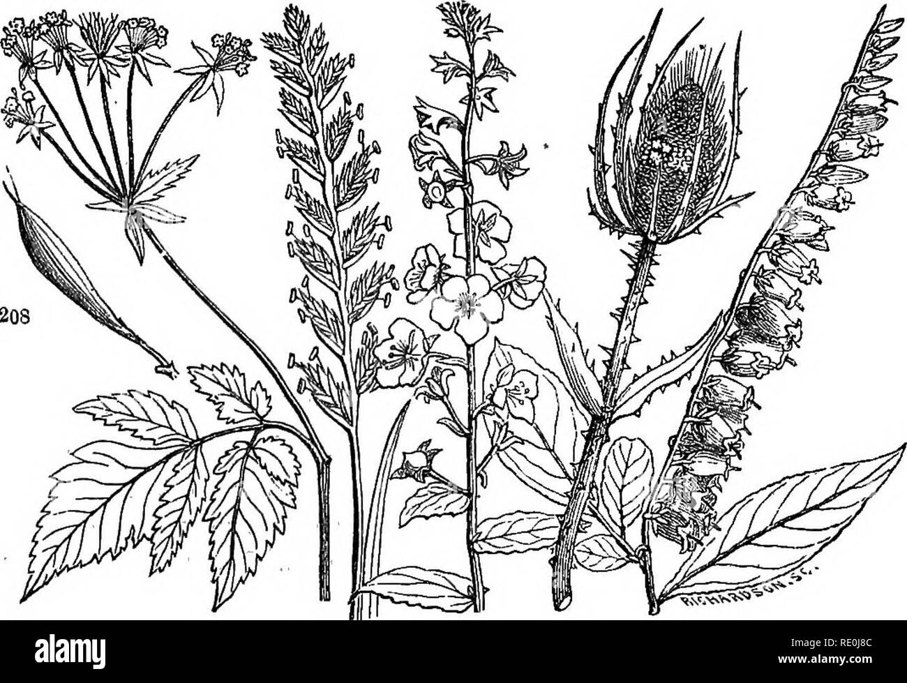 . Class-livre de botanique : être présente de la structure, la physiologie et la classification des végétaux : avec une flore des États-Unis et du Canada . La botanique, la botanique, la botanique. 72 INFLORESCENCE. / 350. Corymbe diffère de la grappe d'avoir tte tte pedi inférieur- cels allongé de manière à élever toutes les fleurs à peu près au même niveau, comme dans l'épine sauvage.. 207 205 204 206 208 208 d'Andromède, raccmosa ; fleurs dans un secund racème. 204, Verbascum blattaria ; racème. 205, Lolium perenne ; un composé ou un pic pic d'épillets. 206, Bipsacus sylvestris ; tête avec un involucre de feuilles. 207,. Osmorhi Banque D'Images