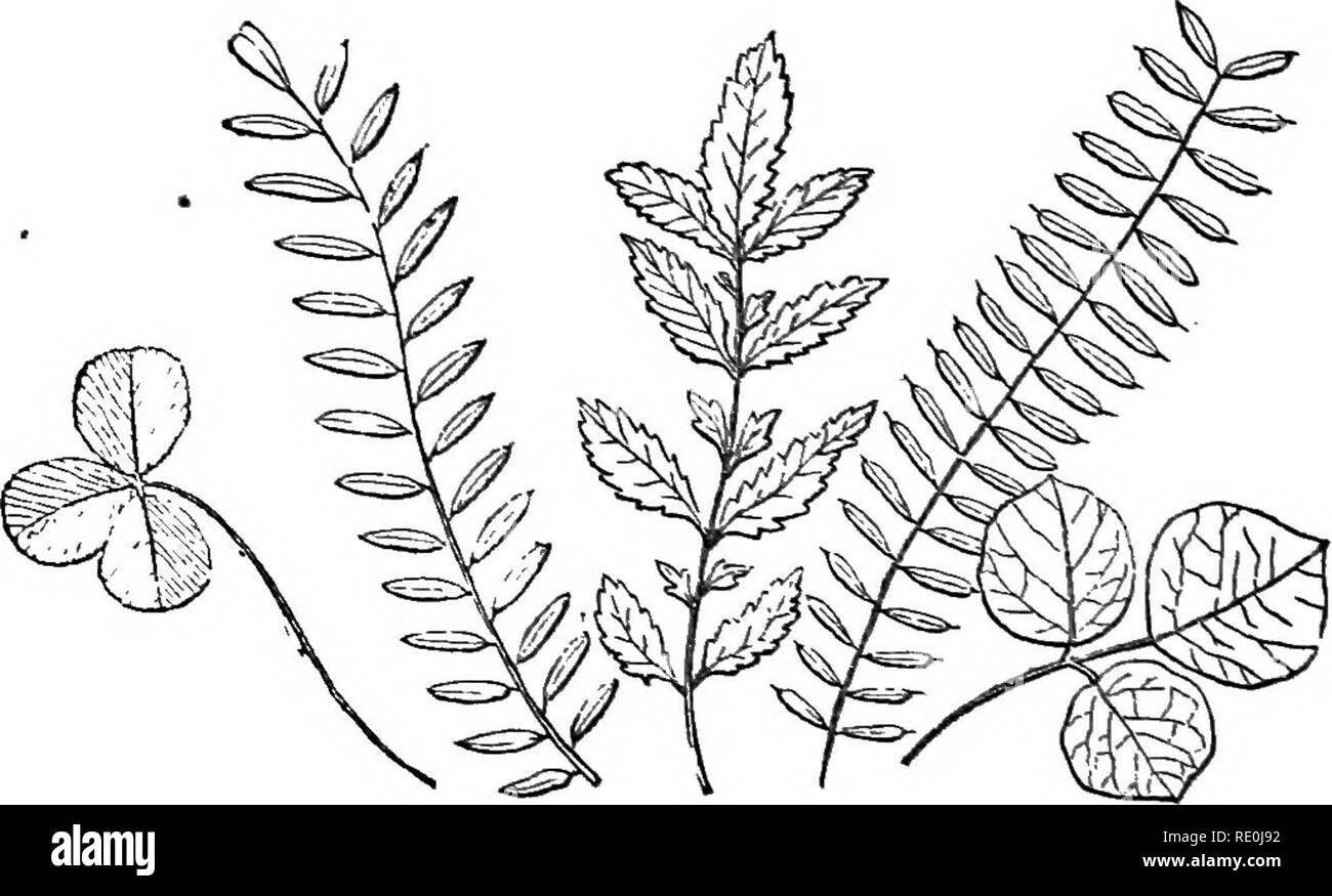 . Class-livre de botanique : être présente de la structure, la physiologie et la classification des végétaux : avec une flore des États-Unis et du Canada . La botanique, la botanique, la botanique. De 60 THB feuille composée. Â ¢ 283. Fait de feuilles. En ce qui concerne la résiliation d'une feuille à son sommet, il peut être pointu, se terminant par un long, effilé ; cuspi- date, brutalement contracté une forte, mince, viucronate point ; embout â avec un point épineux ; simplement, aiguë se terminant -avec un angle obtus ;, arrondi au point. 284. Les feuilles inutiles. Ou la feuille peut mettre fin sans un point, d'être tronquée, comme si cut square off ; réfugiés Banque D'Images