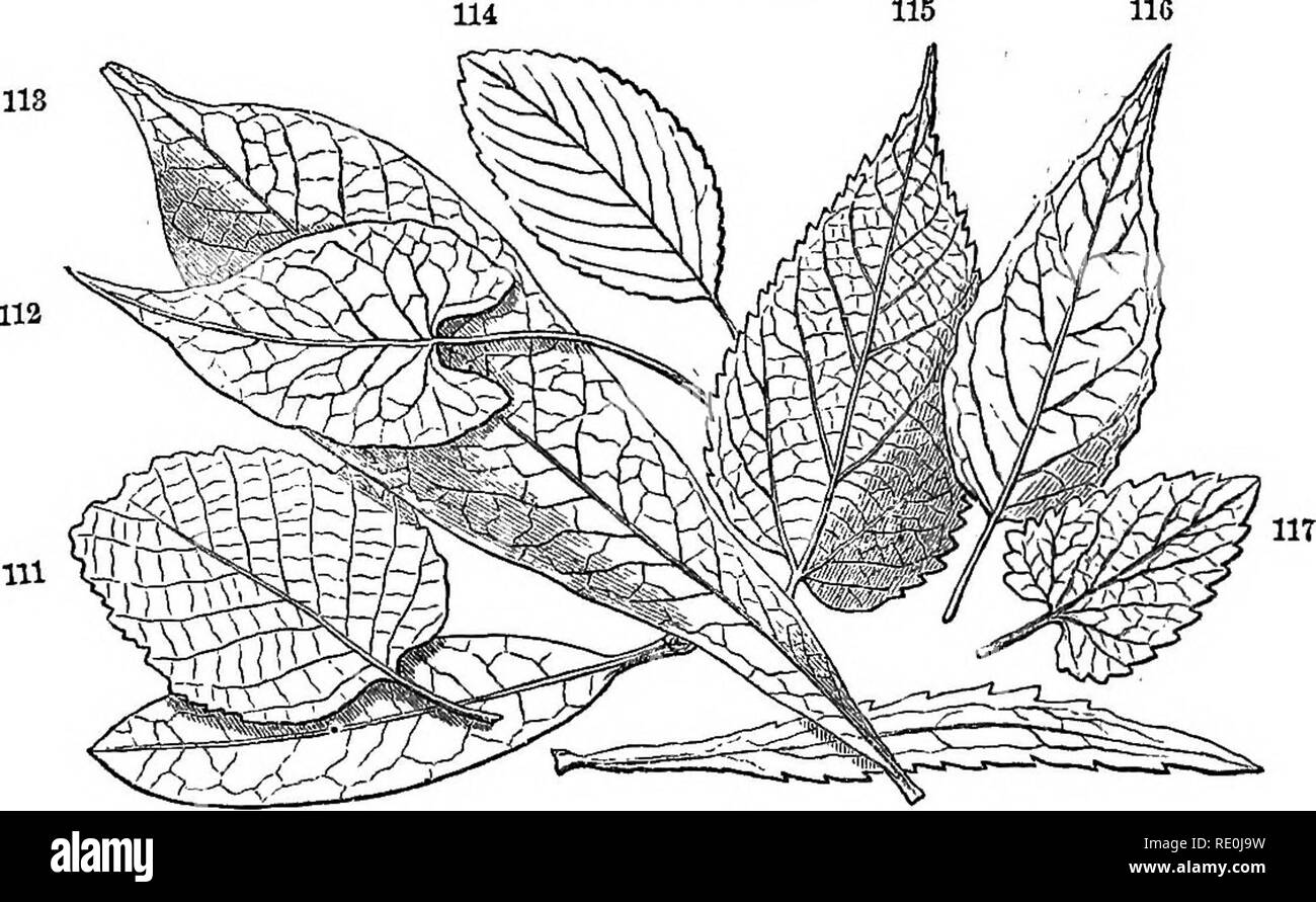 . Class-livre de botanique : être présente de la structure, la physiologie et la classification des végétaux : avec une flore des États-Unis et du Canada . La botanique, la botanique, la botanique. 64 FIGUBB FOEM OB. 269. De la nervation réticulée, l'étudiant devrait noter soigneusement trois formes principales, la plume, la nervation palmée, à pâte persillée et la triple nervure. La plume (à pâte persillée pinni nervure) feuille est celui dans lequel la nervation est constitué d'une nervure principale, donnent à des intervalles et des veinules latérale- veinulets Direction générale de l'ing. Ex. hêtre, châtaignier. 260. Dans le eadiatb (nervation nervation palmi) la feuille venation con- siste de sever Banque D'Images
