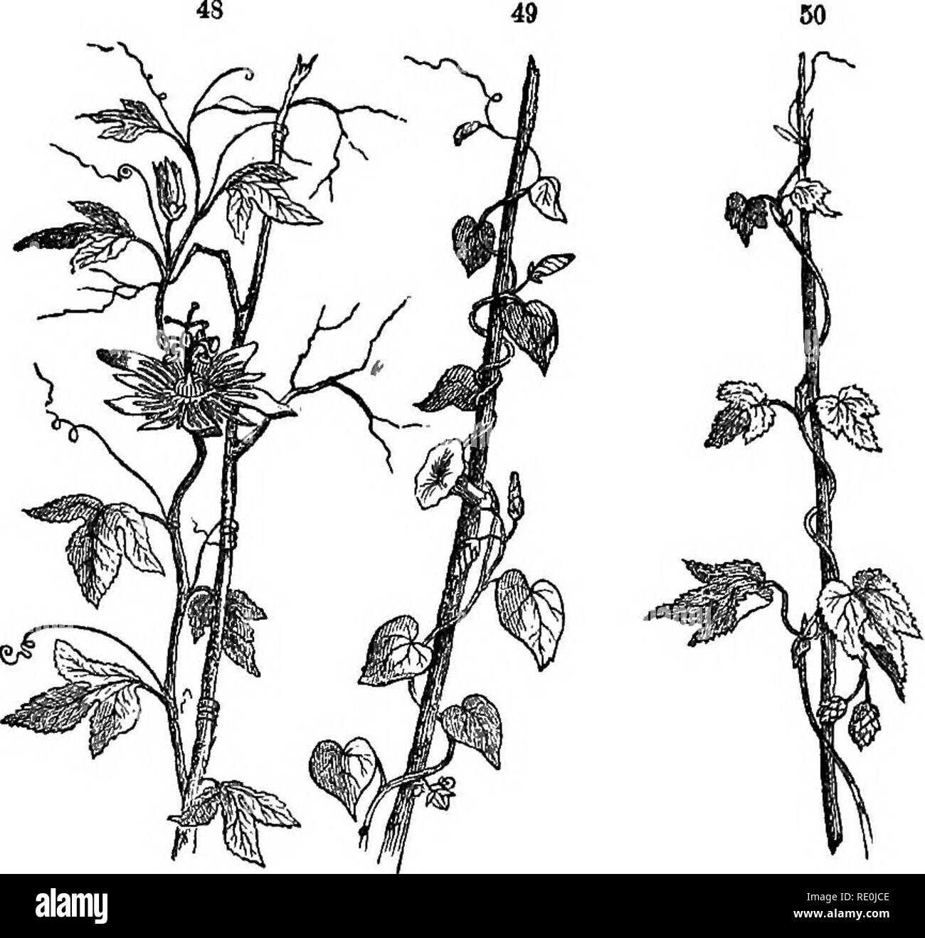 . Class-livre de botanique : être présente de la structure, la physiologie et la classification des végétaux : avec une flore des États-Unis et du Canada . La botanique, la botanique, la botanique. L'AXE DE LA TIGE, ou croissant. 3 ? Vrilles appelée, il monte sur les arbres et autres objets d'une grande hauteur, comme le raisin, gourd, et d'autres plantes grimpantes.. La vigne. 48, Passion-fleur (Passiflora Intca) escalade en vrilles. 49, matin-gloire, twining de droite à gauche. 50, hop, twining de gauche à droite. 179. Le TWiNiNa VDSfB, ayant également une longueur très disproportioned à son compteur, prend en charge elle-même diar sur d'autres plantes ou obje Banque D'Images