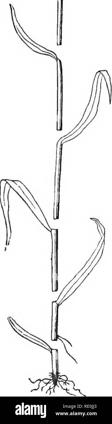 . La botanique pour les jeunes et les écoles communes : comment les plantes poussent : une introduction de botanique : structurels avec une flore populaire, ou un arrangement, et la description des plantes communes, à la fois sauvage et cultivée. La botanique, la botanique. 24 Comment les plantes poussent année AFTtK. Année de la précédente. Il y a même les vieux arbres, qui consistent en un simple, ONU- tige est ramifiée. Palmiers, tels que notre sud de Palmetto (Fig. 79) sont de ce type. Mais le plus souvent, les tiges poussent ils multiplient eux-mêmes en formant 53. Branches, ou nde-pousses. Ils sont générés à la fois par les racines et par les tiges. En général beaucoup de la direction générale des racines Banque D'Images