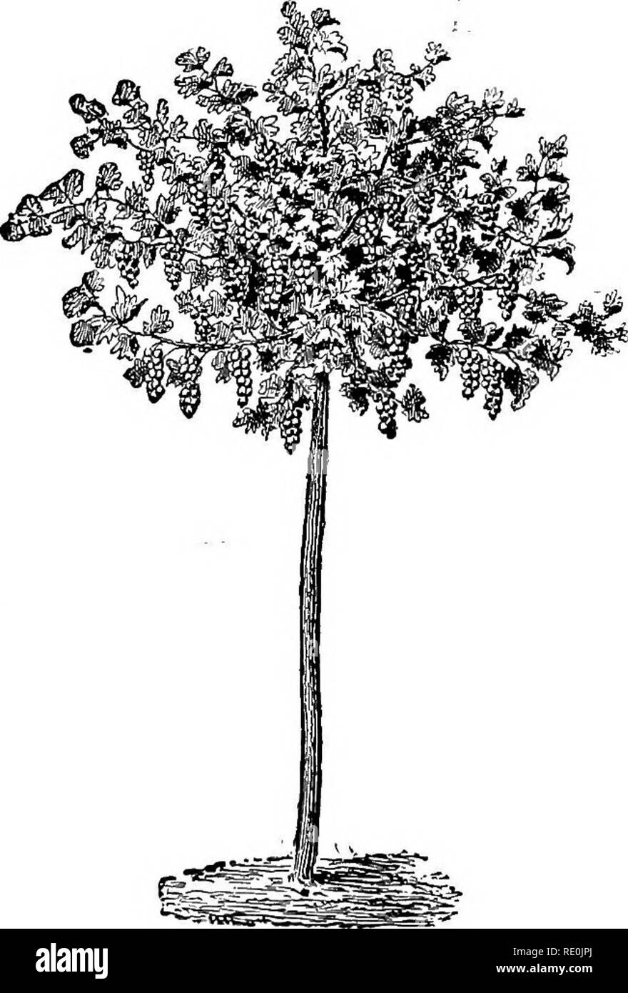 . Catalogue des arbres fruitiers cultivés par George Bunyard &AMP ; Co., Royal pépinières, 1898-1899. Pépinières (Horticulture) ; la culture de fruits. Groseilles rouges et noires sont parmi les plus rentables du marché-, de cultures et d'un vigoureux taille d'été et début de l'excavation devenir porteurs réguliers ; de nombreux dossiers sont connus des cultures énormes prises-en règle générale les noirs préfèrent un sol humide, et les Rouges un léger, mais par la mise en culture ils réussissent dans tous les sols et de situations. N.B.-Il existe une grande confusion parmi les groseilles, le même genre portant plusieurs noms. Ceux que nous adoptons sont appliqués ici, d'autres en itali Banque D'Images