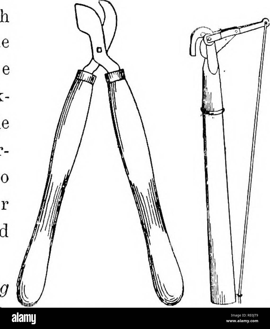 . Principes de la culture des plantes ; an elementary treatise conçu comme un texte-livre pour les débutants dans l'agriculture et l'horticulture. L'horticulture, la botanique. L'élagage. 269 Il épais pour fournir l'appui pour le pouce, et le rivet doit être suffisante pour maintenir la pression forte sur la poignée. En utilisant la taille du couteau, la pousse à être découpés devraient généralement être actionné avec une main vers le membre qui le prend en charge et la lame doit être en- sérée au côté proximal. Les soins sont nécessaires pour empêcher la lame de coupe trop loin. La scie d'élagage (Fig. 165) est utile pour couper les grandes branches. Tw Banque D'Images