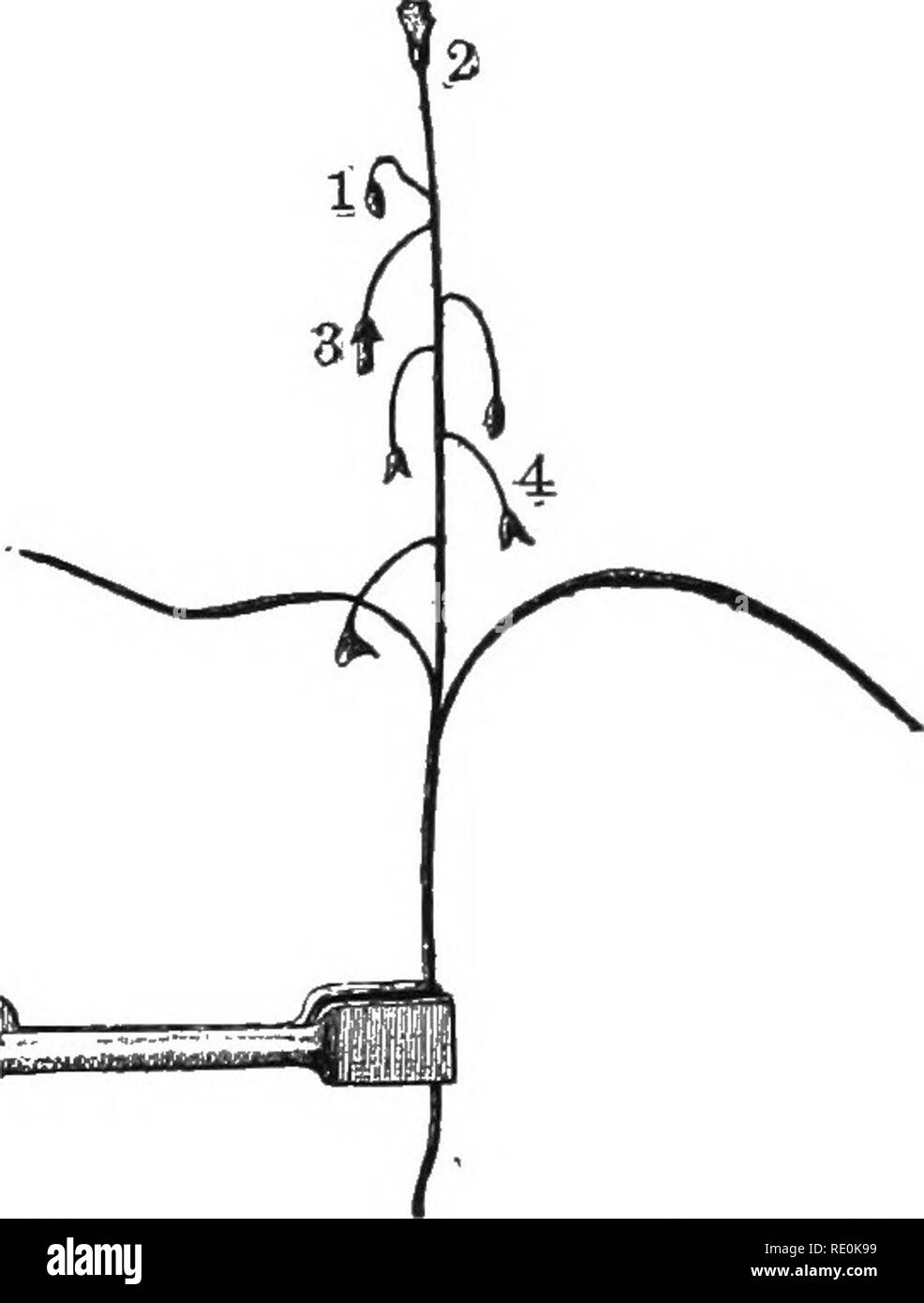 . Physiologie végétale primaire. Physiologie végétale. Stimulation et de corrélation. 131 pendentif de fruits, et diverses combinaisons de la croissance et de la circula- tion des parties distinctes peuvent être faits afin d'accom- plish les fins de la pollinisation et la dissémination des graines. Le caractère de ces mouvements peuvent être mieux compris par la discussion des types suivants : 142. Carpotropic les mouvements des pédicelles de Clay- tonia virginica.-Les boutons de fleurs sont détenus dans une position tombantes par une courbure du pédicelle court. La commission ad- vanced stade de développement du bourgeon est le signal pour le straighte Banque D'Images