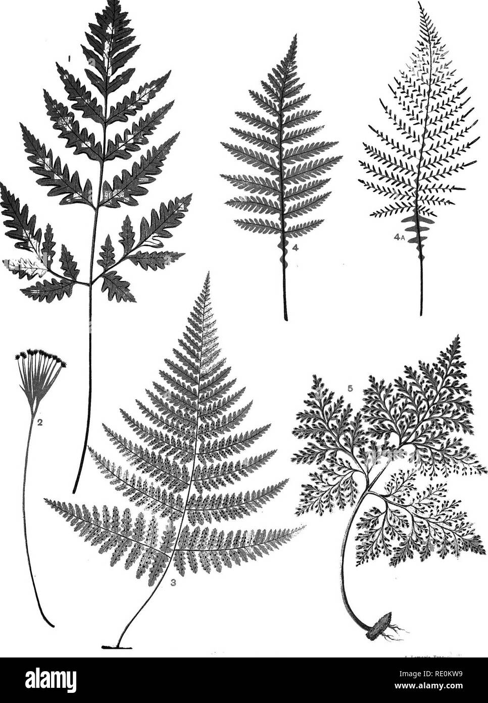 . Les fougères de la Nouvelle-Zélande et de ses dépendances immédiates, avec les instructions de leur collection et de culture. Fougères. XXIV LA PLAQUE. Les deux tiers de la taille naturelle. 4. Lomaria Fraseri' 4a. n de frondes fertiles. 5. Tasmanl Davalll&amp ;. Veuillez noter que ces images sont extraites de la page numérisée des images qui peuvent avoir été retouchées numériquement pour plus de lisibilité - coloration et l'aspect de ces illustrations ne peut pas parfaitement ressembler à l'œuvre originale.. Champ, Henry Claylands, 1825-1911. Londres, Griffith, Farren, Okeden, et gallois Banque D'Images