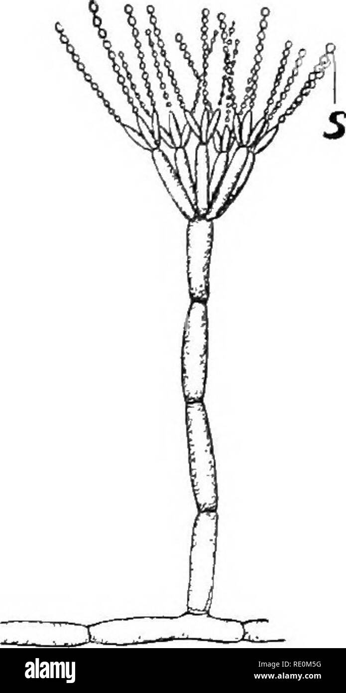 . Des expériences avec des plantes. La botanique. Les végétaux qui CA CUJi' DEOA Y 397 sur lequel elles poussent l peuvent être protégés contre les aliments tliem de la même manière que contre l'bacteiia ? ^ une immense quantité de dégâts, s'élevant dans les seuls États-Unis à un très grand nombre de miUions de dollars chaque année, est fait aux récoltes par les charbons, rouille et mildiou. Pour cette raison et pour d'autres il vaut la peine de consacrer une étude à ces plantes, afin que nous puissions mieux comprendre leur mode de vie et les meilleurs remèdes contre l'theui. Le charbon du maïs commun commence à apparaître dans les feuilles lorsque la plante est de trois ou quatre pieds Banque D'Images