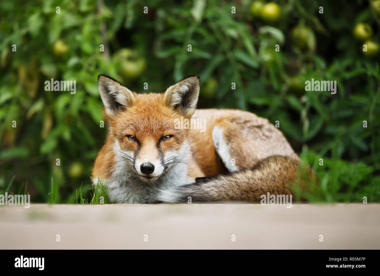 Red Fox allongé décontracté dans le potager avec des plants de tomates, de l'été au Royaume-Uni. Banque D'Images