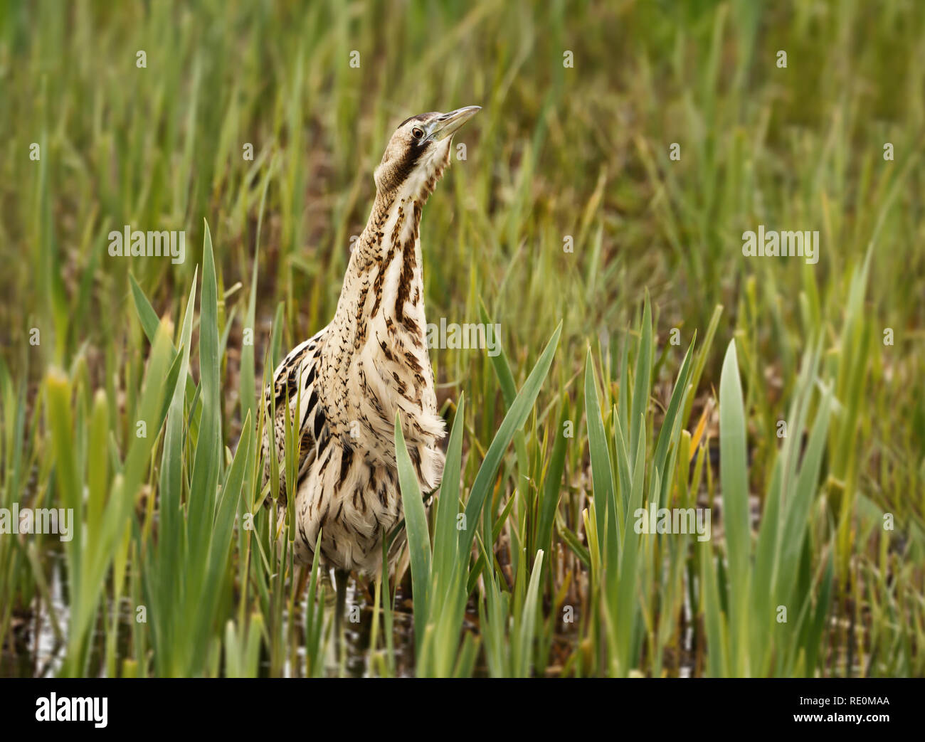 Close up d'un butor étoilé eurasien (Botaurus stellaris), Royaume-Uni. Banque D'Images