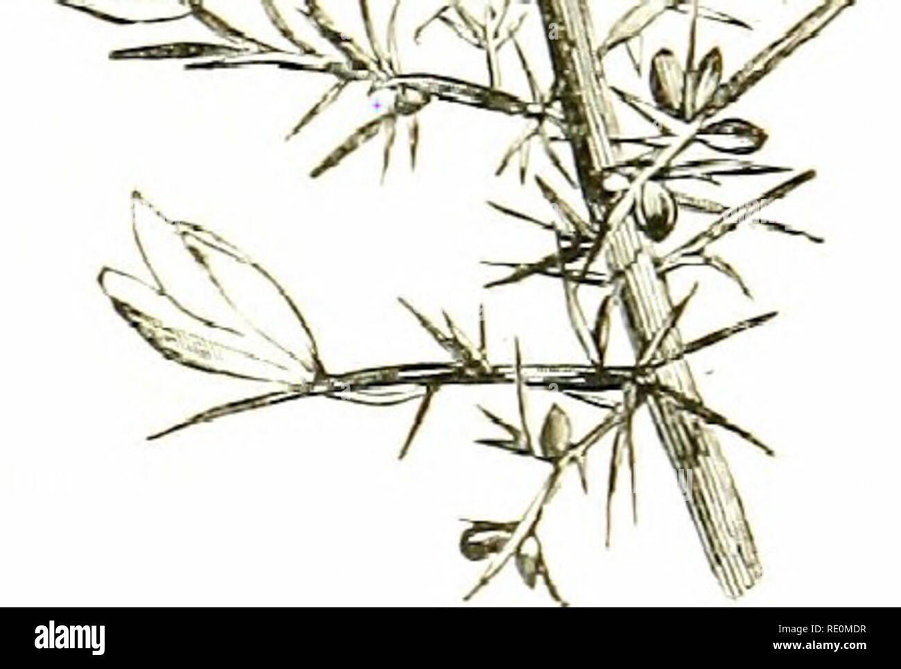 . Fleurs des champs. La botanique.^t lex EUROP-EUS (Comhron Furze). tous les côtés.-communes, partout. Peut-être n0"est si le CCRVSI- teristic de paysage anglais. Il atteint la maturité dans environ quatre ans, mais dans des endroits abrités grandit jusqu'à atteindre une hauteur de 10 pieds ; ou i :. Il ne sera pas prospérer dans un bain ou dans des climats très froids, étant rare même dans les Highlands d'Ecosse.-FL, février-juin, août, septembre et encore vivace.". z. U. GdUii (plus grand). Furze Nain-un arbuste, de 2 à 5 pieds de haut. Veuillez noter que ces images sont extraites de la page numérisée des images qui peuvent avoir été numériquement Banque D'Images