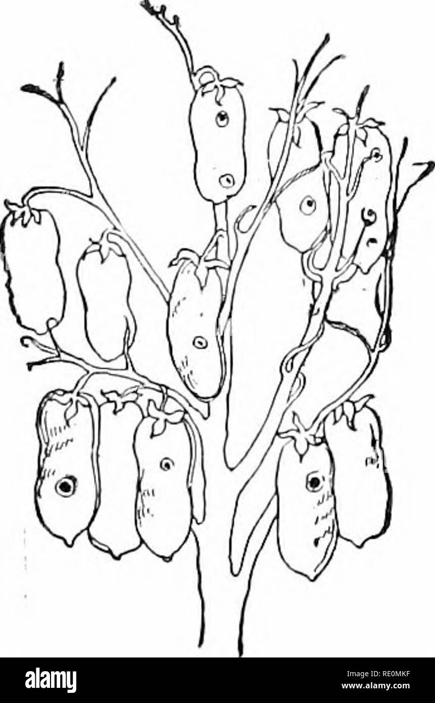 . Des études de l'usine ; une école primaire la botanique. La botanique. 130 études de l'usine de la politique commune de loosestrifes. Chaque fleur a étamines de deux longueurs, qui, avec le style, permet d'envisager trois combinaisons. Une fleur est en court d'étamines, les étamines de longueur, et à long style ; d'un autre est en court d'étamines, mi- longueur, style et les étamines ; la troisième a court style, au-longueur des étamines, et de longues étamines. Dans ces cas aussi les stigmates sont destiné à recevoir le pollen d'étamines. Veuillez noter que ces images sont extraites de la page numérisée des images qui peuvent avoir été retouchées numériquement pour plus de lisibilité - c Banque D'Images