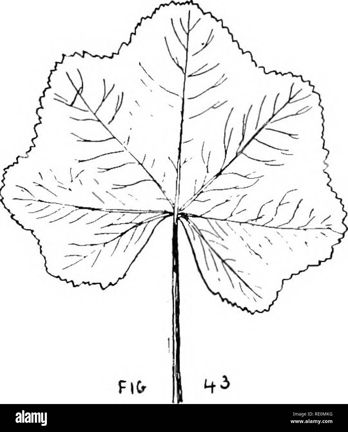 . Premières études dans la vie végétale en Asie australe, avec de nombreuses questions, les directions de travail en plein air, et le dessin et la composition des exercices. La botanique. 74 études d'abord dans la vie végétale 11. Je vous entends déjà anciennes : sont les feuilles sur le palm-telles que le plan coupé en de la même manière que ceux qui sont sur le plan des plumes ? Oui, elles sont coupées dans de nombreuses façons. Si yon recherchez une mauvaise herbe mauve (fig. 43), vous verrez comment la coupe commence. Les coupes s'deejjer dans la feuille de l'arbre plan (fig. 44) et encore plus profondément dans la feuille de l'arbre (fig. 45), et dans la vir- ginia creeper (fig. 46) les différentes parties r Banque D'Images