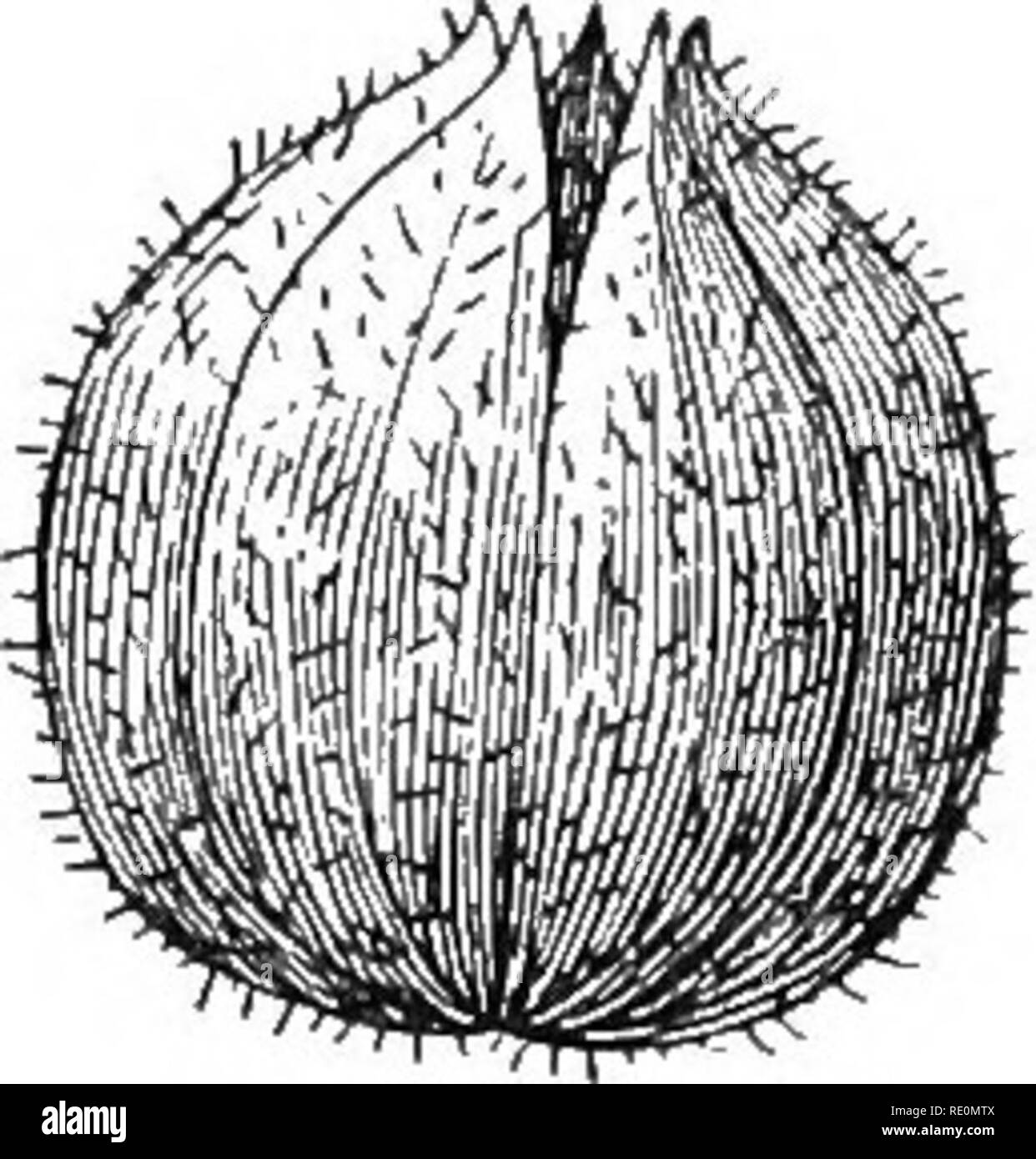 . La botanique de l'Afrique du Sud. La botanique. Pio. 101. Fig. 102. Cochon. 101. Section verticale des fleurs. a. Epioalyx. 6. Calice, g. Ovaire, d. Style, e. Androeoium. Cochon. 102. Capsule o£ Hibiscus wens. ainsi la pollinisation croisée peut avoir lieu. L'espèce Bosa sinensis graines ensembles très rarement, mais d'autres espèces, par exemple faire sabdeniffa Eozelle H. (l), qui est cultivé, pour le bien de ses fruits dont la vaseline est faite, et H. esculentus (l'Okra), les fruits de ce qui lorsque les jeunes et verts sont consommées comme légumes dans de nombreux pays. D'autres genres.-Abutilon (la lanterne japonaise) est un arbuste ornemental de c Banque D'Images