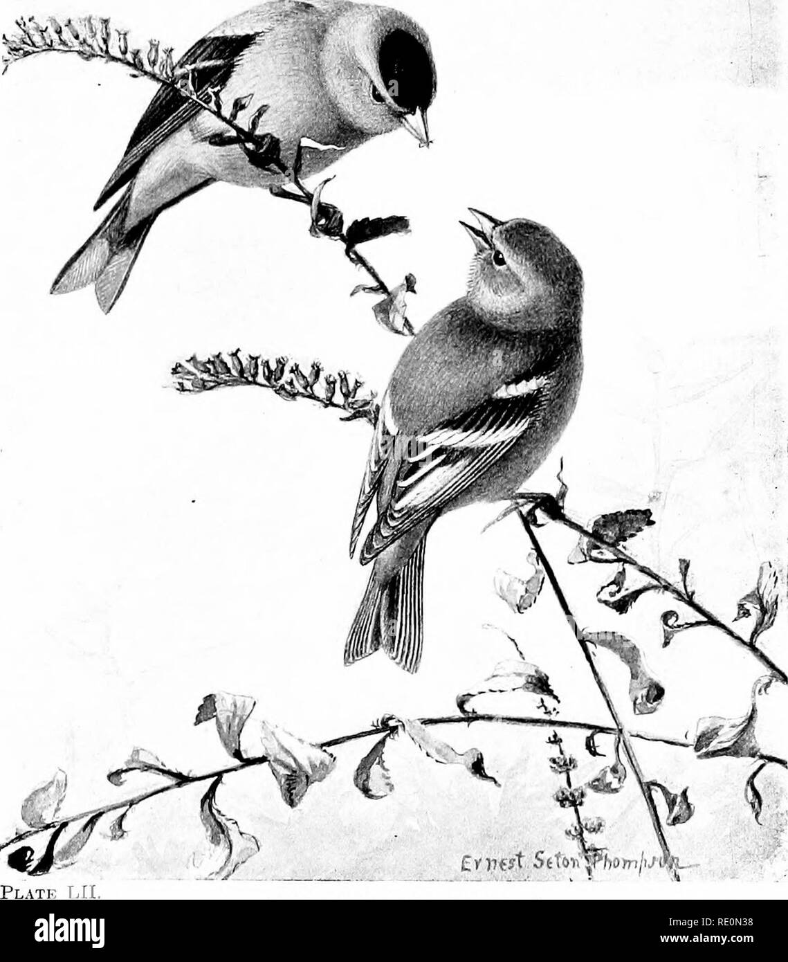 . Oiseaux : un guide pour l'étude de nos oiseaux communs . Les oiseaux. OtfJffi, : ;- GhU.. Chardonneret jaune. Longueur, 510 pouces. En été, les mâles adultes ; noir de la couronne reste "faible tf ; ailes et queue noir et blanc. Femme Achilt npper mi hommes i, parties b grisâtre^^ o'u ; couronne ; jaunâtre uuder tliroat sales pièces jaune, 199 corps yel- n trinter, blanchâtre ;. Veuillez noter que ces images sont extraites de la page numérisée des images qui peuvent avoir été retouchées numériquement pour plus de lisibilité - coloration et l'aspect de ces illustrations ne peut pas parfaitement ressembler à l'œuvre originale.. Chapman, Frank M. (Frank Mi Banque D'Images