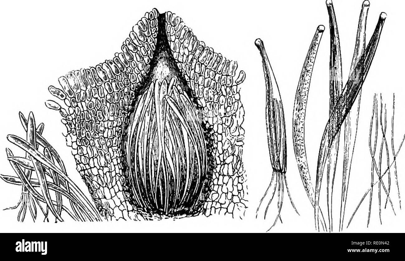 . Un manuel de botanique. La botanique. Champignons-THALLOPHYTA 87 court un certain nombre de saillies, composés chacun d'un nimiber d hyphse. Ces, qui s'appellent stromaia, portent chacun une tête arrondie, qui est couverte par un certain nombre de dépressions. Dans chacun de ces pays développés est un périthèce (figs. 845, 846, et 847), les asques de laquelle développer chacune huit ascospores filiformes (fig. 848). Ceux-ci, lorsqu'elles germent sur les fleurs de la plante hôte, le formulaire à nouveau produire sphacelia. Sous-catégorie C.-jEcidiomycetes. Dans ce groupe sont inclus deux ordres de plantes parasites, qui sont caractérisées par une autre degrad stUl Banque D'Images