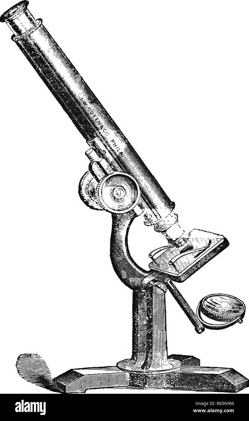 . Les éléments de botanique embrassant organography, histologie, physiologie végétale, botanique systématique et botanique économique ... ainsi qu'un glossaire complet de termes botaniques. La botanique. 3065. [ Un tiers taille réelle^ LA COUPE CI-DESSUS REPRÉSENTE LE MICROSCOPE AMATEUR. JAMES W. REINE &AMP ; CO.. CHESTXUT 924 RUE. Philadelphie. Prix avec un (No. 2) oculaire, et l'un un demi pouce de l'objectif (c'est divisible, donnant des pouvoirs 50 et 110 diamètres), en caisse en noyer avec poignée et serrure, 23,00 $. La même que ci-dessus, avec l'ajout d'un sixième, l'objectif, ce qui donne un éventail de pouvoirs jusqu'à 360 dia Banque D'Images