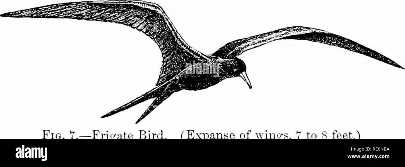 . Oiseaux : un guide pour l'étude de nos oiseaux communs . Les oiseaux. Forme et de l'habitude : L'aile. 19 oiseaux, relation importante entre forme et babit. De nombreuses espèces terrestres comptent sur tlieir terne, de revêtements de protection pour échapper à l'observation, l'aile en tenant seulement wlien danger est si près de la Ttab il est nécessaire pour obtenir de tbem en cours à la fois. Conseipiently, cailles, perdrix et tétras mueli pour amateur Sportsman's discom^- fiture, ressort de la masse comme tliougli^ lancées par une catapulte, et atteignent leur plus haute vitesse à quelques mètres du point de départ, tandis que le tout)atross est obligé de faire face à la Banque D'Images