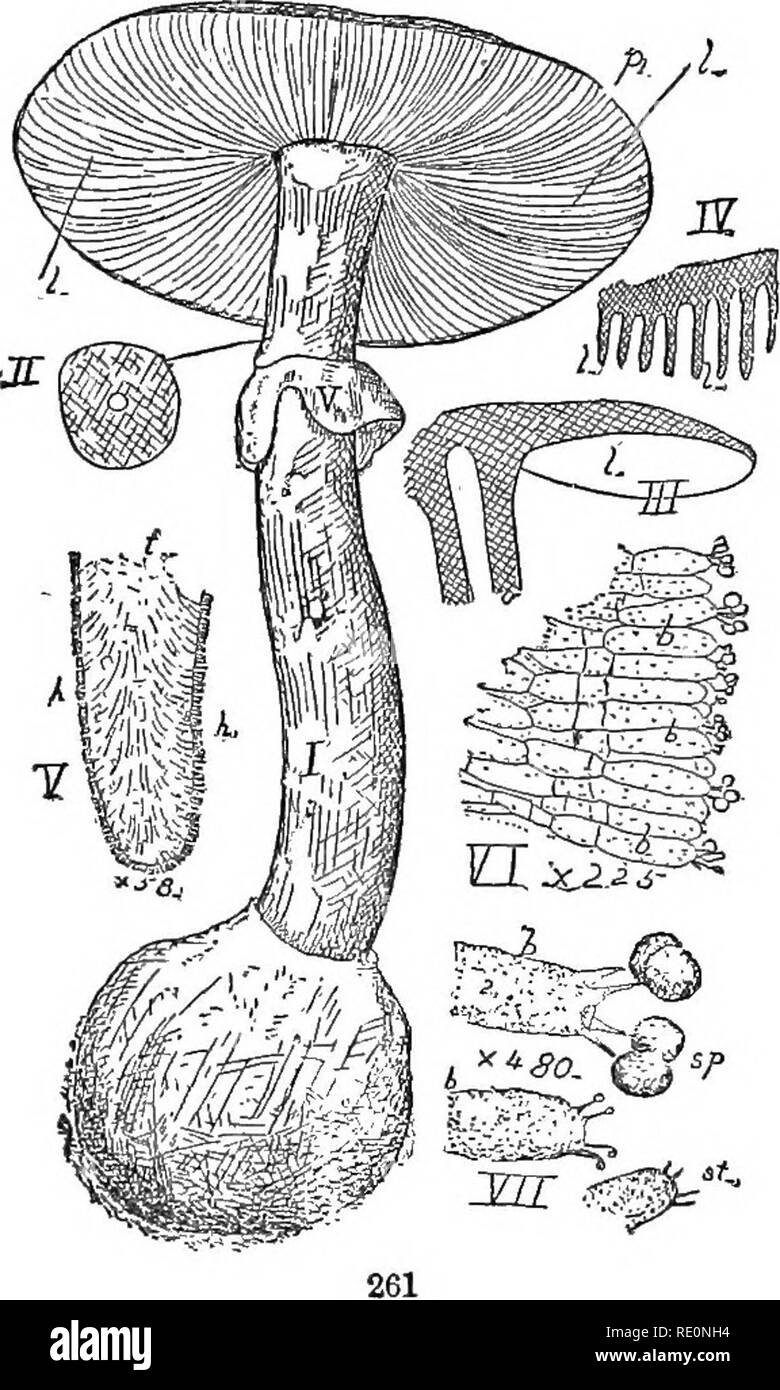 . Les éléments de botanique embrassant organography, histologie, physiologie végétale, botanique systématique et botanique économique ... ainsi qu'un glossaire complet de termes botaniques. La botanique. 146 Botanique systématique. le séchage et la rupture des tissus environnants. La baside, sur chacun desquels quatre ou plus de spores sont supportés, sont les cellules terminales allongées arrondies ou hyphse- interne de branches. La paroi extérieure (de la) péridium ruptures sporocarpe irrégulièrement au /  La Puff-ball (Jjycoperdon) ; mais dans la terre étoiles {Geas- ter), où il se compose de deux couches, l'extérieur, groupes à partir de la couche dense Banque D'Images