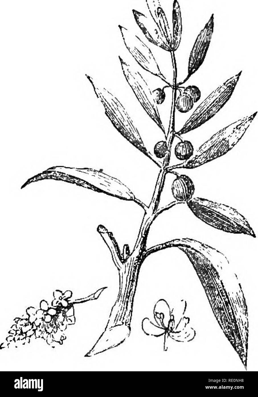 . Une histoire du règne végétal ; englobant la physiologie des plantes, avec leurs usages pour l'homme et les animaux inférieurs, et leur application dans le domaine des arts, manufactures, et de l'économie domestique. Illus. de plusieurs centaines de chiffres. La botanique, la botanique, économique ; 1855. L'HISTOIRE 358 OP le royaume végétal. Ceux mûris ; qu'il a fumé le sol chaque automne, et qu'il a taillés aussi peu que possible. Dans le quartier de Worthing, et dans presque tous le long de l'acte- la côte sud-est de Sussex, de figuiers sont verj" commune dans les jardins. À Tan-ing (environ deux milles de Worthing) il existe une remarquable pla Banque D'Images . Une histoire du règne végétal ; englobant la physiologie des plantes, avec leurs usages pour l'homme et les animaux inférieurs, et leur application dans le domaine des arts, manufactures, et de l'économie domestique. Illus. de plusieurs centaines de chiffres. La botanique, la botanique, économique ; 1855. L'HISTOIRE 358 OP le royaume végétal. Ceux mûris ; qu'il a fumé le sol chaque automne, et qu'il a taillés aussi peu que possible. Dans le quartier de Worthing, et dans presque tous le long de l'acte- la côte sud-est de Sussex, de figuiers sont verj" commune dans les jardins. À Tan-ing (environ deux milles de Worthing) il existe une remarquable pla Banque D'Images