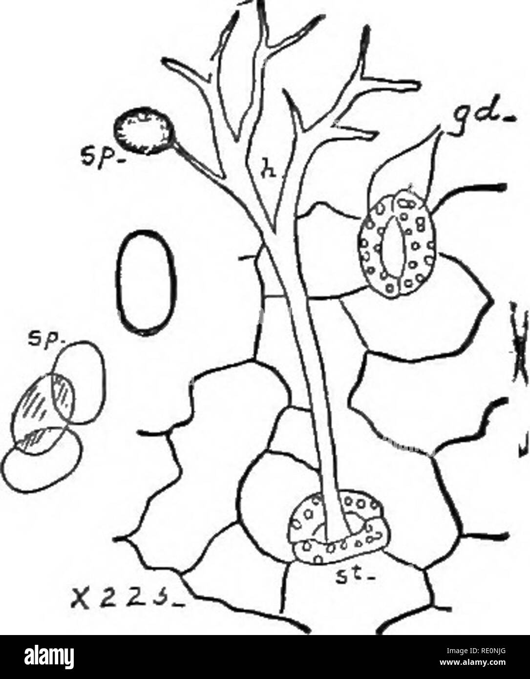 Les éléments De Botanique Embrassant Organography - 