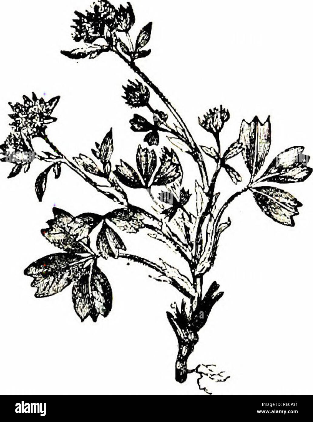 . Fleurs des champs. La botanique. Fleurs rose TRTRE 85 2-3 ensemble à l'extrémité des tiges. Les pâturages secs dans différentes régions de l'Angleterre, mais pas commun.-Fl. D'avril à juin. Vivace. 6. P. alpestris (potentille alpin).-étroitement allié à la dernière ; la tige est plus dressées et les fleurs plus grandes et parfois repéré. Les endroits rocailleux dans le noiih ; rare.-Fl. Juin, Juillet. Vivace. 7. P. Sibbcildi (Sibbaldia).-une petite plante rampante, à feuilles velues, ternate, et petites fleurs ; calice vert ; pétales minute ou de vouloir ; le nombre d'étamines et pistils est verj- variable ; dépliants, en forme de coin e Banque D'Images