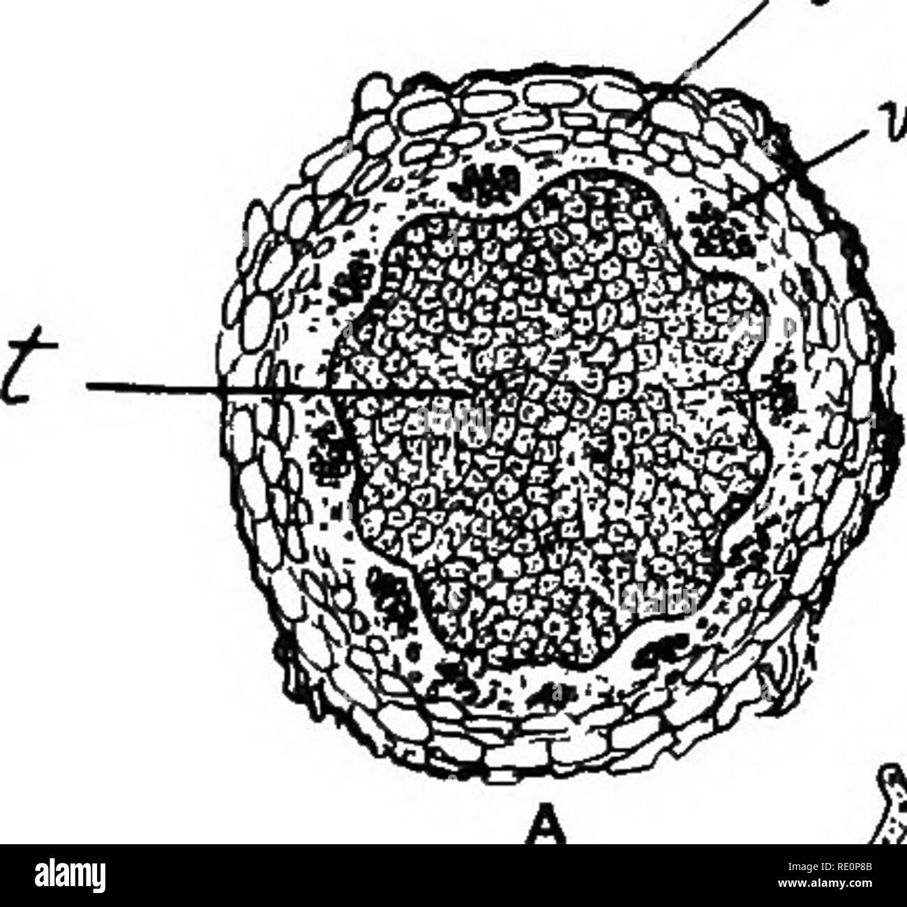 . Botanique agricole, théoriques et pratiques. La botanique, économique, la botanique. FIXATION D'AZOTE LIBRE 197 une section transversale d'un nodule {A, fig. 265) montre une fine couche de tissu cortical, un anneau de petits faisceaux vasculaires, et une plus ou moins grande masse centrale de tissu parenchymateux, chaque cellule contient plus de bactéries appartenant à une espèce aérobie maintenant connue sous le nom de Pseudomonas radicicola Beijk. Legitminosarum {  = Rhizobium Frank). Les bactéries, qui r ne doit pas être confondu avec ,Iy" la nitrification et d'autres organismes, sont présents dans presque tous les sols, et sont particulièrement abondants dans les Banque D'Images