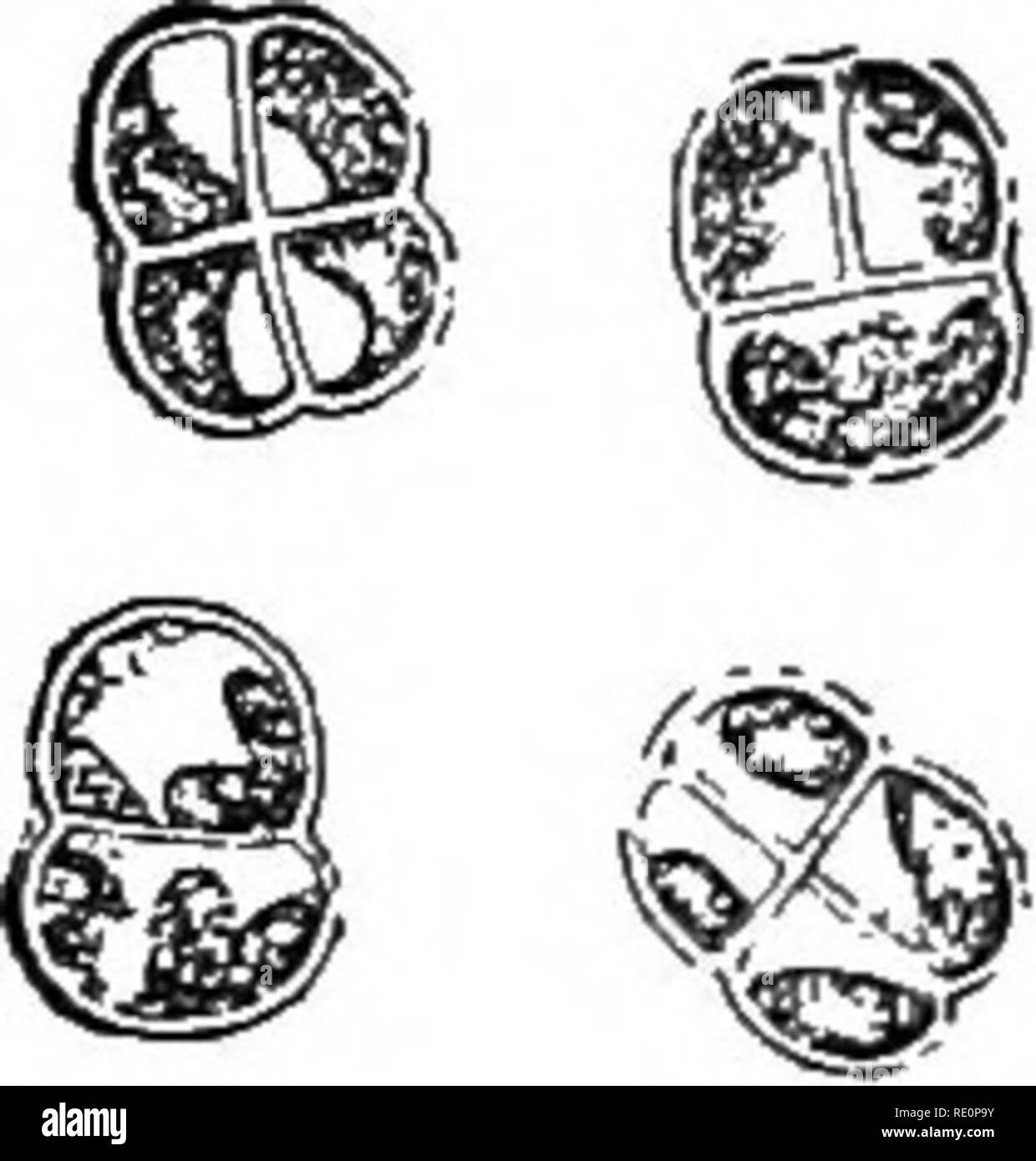 . Botanique élémentaire. La botanique. Fig. 129. L'article de cystocarp de rhabdonia, montrant les spores. motile dans certaines phases. La neige rouge plante peut être obtenu en grattant le rouge-à la question hors du fond de bassins peu profonds dans les roches, à proximité de l'eau douce, d'eau ou les lacs. En plaçant une partie de ce matériel dans un récipient d'eau pendant quelques jours le stade motile peuvent être obtenus. Le protococcus, ou Pleurococcus vul- garis, ma3' sont disponibles sur le côté nord des arbres, des rochers, et des murs, dans des endroits humides.. Fig. 130. Pleurococcus (pro- tococcus ulgaris).. Veuillez noter que ces images sont extra Banque D'Images