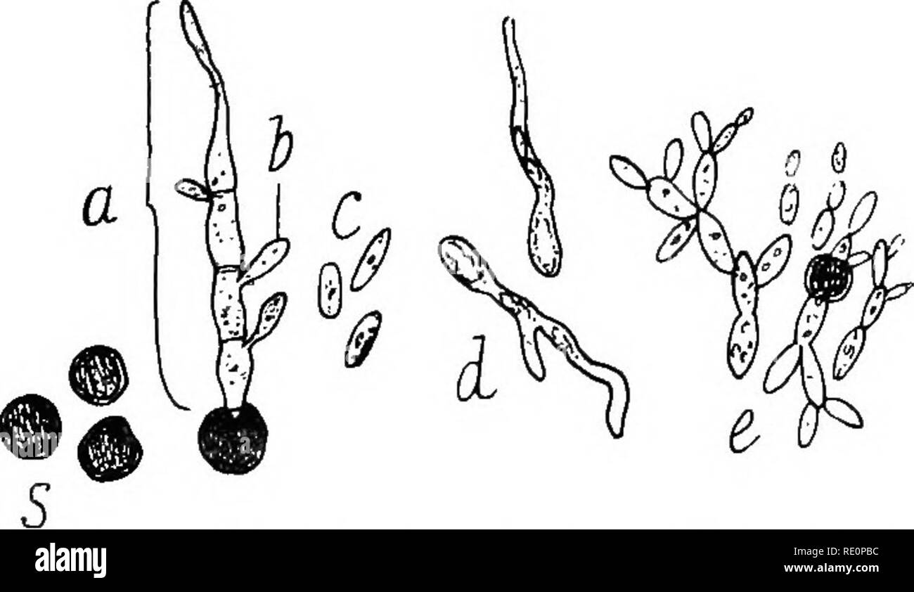 . Botanique agricole, théoriques et pratiques. La botanique, économique, la botanique. ' ' D'AVOINE 717 Charbon en bonne santé, le faisceau de preuves montrant que très rarement de charbon '.' Il est généralement observé que lorsqu'une oreille est détruit, tous les autres produits par la même plante sont de même blessé. '' Le charbon est connu dans certaines localités comme à la poussière, la marque '' et 'chimney-sweeper,' et dans l'ancien temps détruit fréquemment de 30 à 50  %, de la récolte d'avoine dans certaines fermes. Cause.-l'escarbille '' ou de suie en poudre est composé de milliers de chlamydospores du champignon Ustilago avems Jens. Chaque chlamydospore (Fig. 240) je Banque D'Images