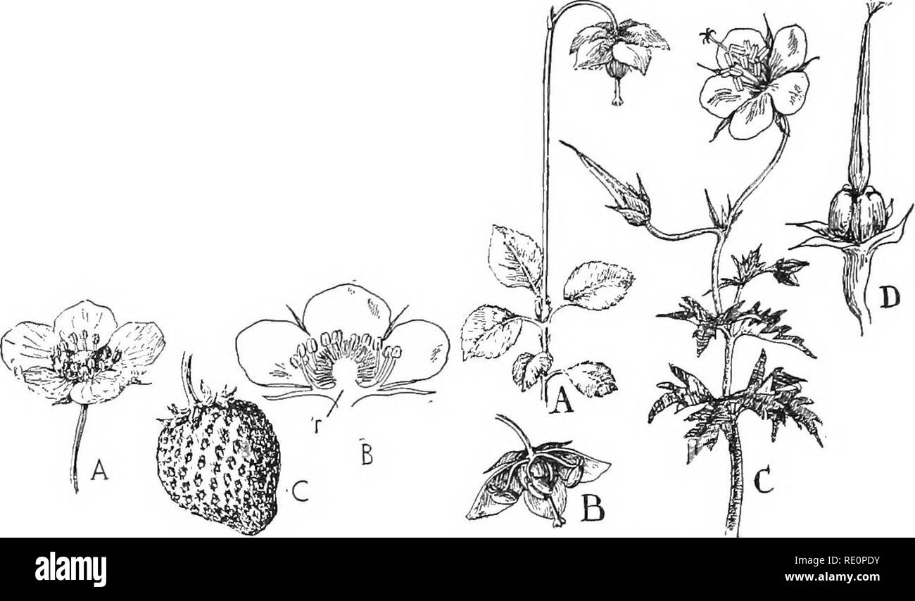 . La nature et le développement des plantes. La botanique. 384 ÉVOLUTION DE LA FLEUR est composé de quelques écailles comme dans le sweet flag, chêne, etc. (Fig. 263, B), mais dans des formes plus élevées, la tombe apparaît comme la partie visible de la fleur de feuilles comme dans le lys (Fig. 263, C). Enfin les fleurs apparaissent dans lequel les feuilles de la dif- ferentiated périanthe devenu en un extra-cal)^ composé de plusieurs sépales verts et d'une corolle de plus grand, plus délicates et souvent les feuilles de couleur vive, a appelé les pétales (Fig. 263, D). Nous avons maintenant atteint un point où la fleur est dit pour être complet, composé de tous les org Banque D'Images