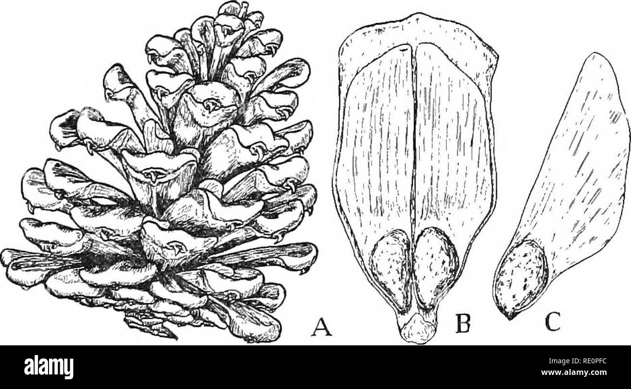 . La nature et le développement des plantes. La botanique. 374 LA SEMENCE DE FINALES les sporanges. Les sporophylles ou leur être souvent des excroissances- viennent considérablement augmentée, formant le disque, woody écailles des cônes (Fig. 258, B), ou ils peuvent devenir charnu et fusible, formant une baie-comme les fruits, comme dans le genévrier (Fig. 260, 7). Lorsque cette croissance est terminée, la ou les échelles des sporophylles woody Le strobile sécher, et devenir hygroscopique, ils s'écartent sur les jours secs, permettant ainsi la dispersion des graines par le vent (Fig. 258, A). Bon nombre des fruits charnus sont consommés par les oiseaux et l'écrou dur-comme s Banque D'Images