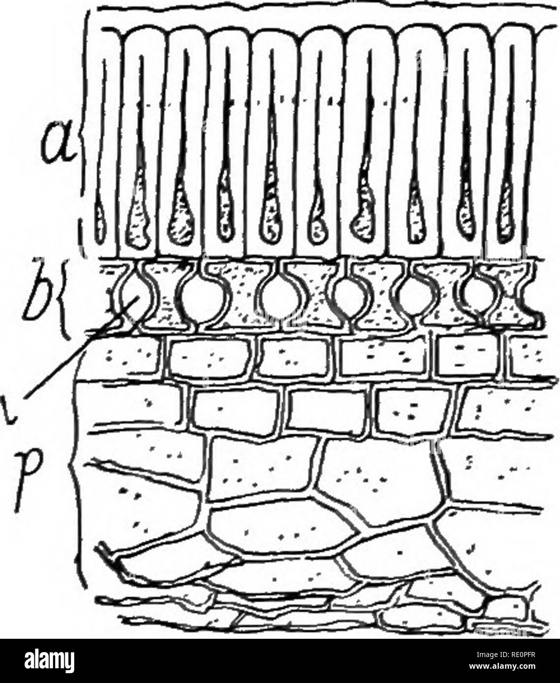 . Botanique agricole, théoriques et pratiques. La botanique, économique, la botanique. 644 graines agricoles ' ' : le trèfle rouge et le rein de la vesce ; d'autres sont particulièrement marqués avec des stries, points, lignes et marbré comme dans le lupin, pois perdrix, et scarlet runner beans. La structure de la testa est sensiblement la même dans tout l'ordre, celui de l'AEP est donnée en section transversale de la Fig. 194. La couche la plus {a) se compose de cellules épidermiques qui sont épais et le plus important dans la direction du rayon de la graine. En conséquence de la dureté et de la forme des cellules qui la composent, c'est ce qu'on appelle le disque Banque D'Images