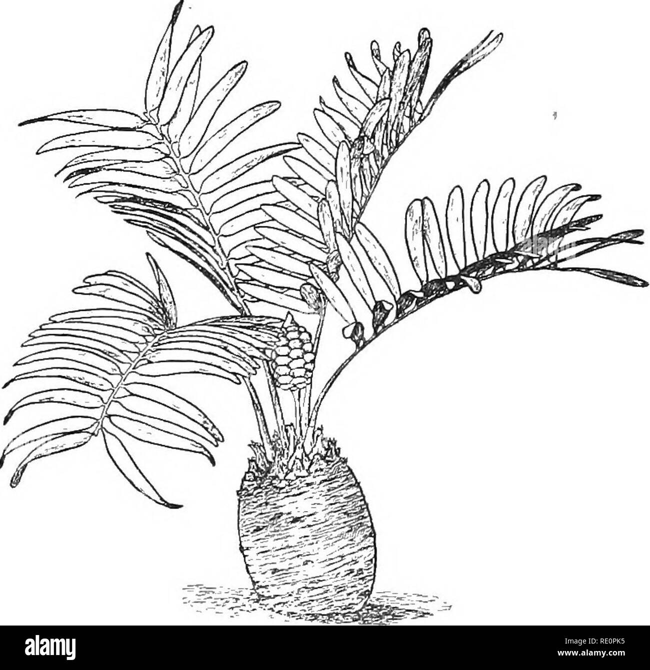 . La nature et le développement des plantes. La botanique. Les CYCADALES palm 354 décidément de l'apparence d'une, avec des tiges de 12 à 60 pieds de haut. Les faisceaux vasculaires sont collatéraux et disposés autour d'un grand caractère véritable tel qu'indiqué dans Botrychium. Un léger élargissement de la tige est provoquée en raison de la faible croissance du cambium de ces ensembles, mais dans certains genres, la principale augmentation s'effectue par la formation de nouvelles offres packagées en dehors de ces premiers formé. Types de paquets de fougère se produisent également dans les feuilles, cortex et fleurs de certaines espèces. Les feuilles sont grandes et leathery et forme une rosette, alterna Banque D'Images