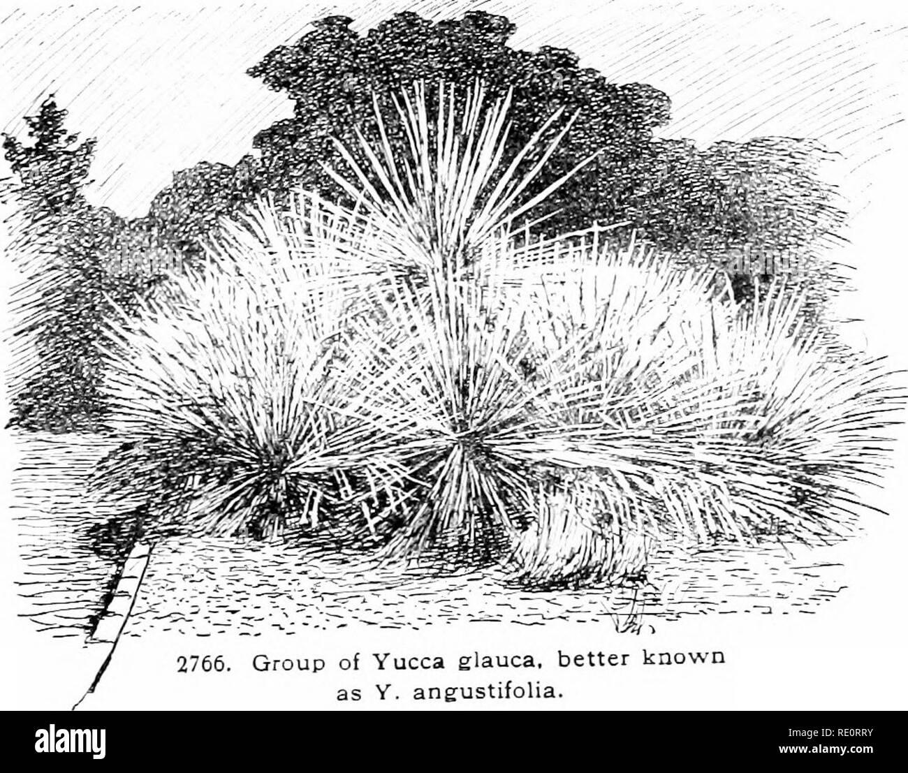 . Cyclopedia of American horticulture, comprenant des suggestions pour la culture de plantes horticoles, les descriptions des espèces de fruits, légumes, fleurs et plantes ornementales vendues aux États-Unis et au Canada, ainsi que des notes biographiques et géographiques. Le jardinage. 2767. Yucca Gloriosa. var. recurvifolia. 0. baccata, Torny. Espagnol B-Avonet. Faible. de ; stout exécutant caudex : LVS, d'un vert jaune-er, verv marginal : jKinicle épais threads plutôt "u'&Lt ; à l'intérieur de la feuille-cluster : hs. et des fruits très gros, s Colo, à Arizona B.B. 1 :-lL'ii. Wm. Trele.-ise.. 2766. Banque D'Images