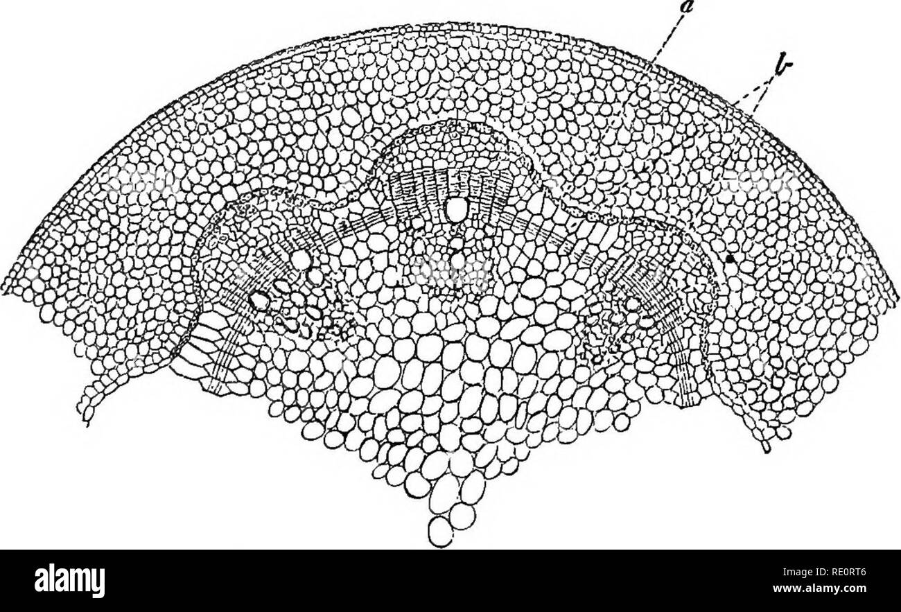 . Une introduction à la physiologie végétale. Physiologie végétale. Le STOEAGE EESEEVE MATEEIALS DE perforce 231 obligé de mettre fin en divisant, et ainsi la croissance en épaisseur du tronc ou des racines est arrêté. La division cellulaire est en effet le résultat de la croissance cellulaire. "Quand une cellule du cambium a atteint sa pleine taille, elle se divise en deux, chacun de qui se développe alors à ses dimensions adultes approprié ; quelques fois, diviser les hke dont ils s' ; d'autres se transforment en bois ou bast cellules. Dans les deux cas un approvisionnement immédiat de l'alimentation est nécessaire, et de l'état de choses ce doit être nea Banque D'Images