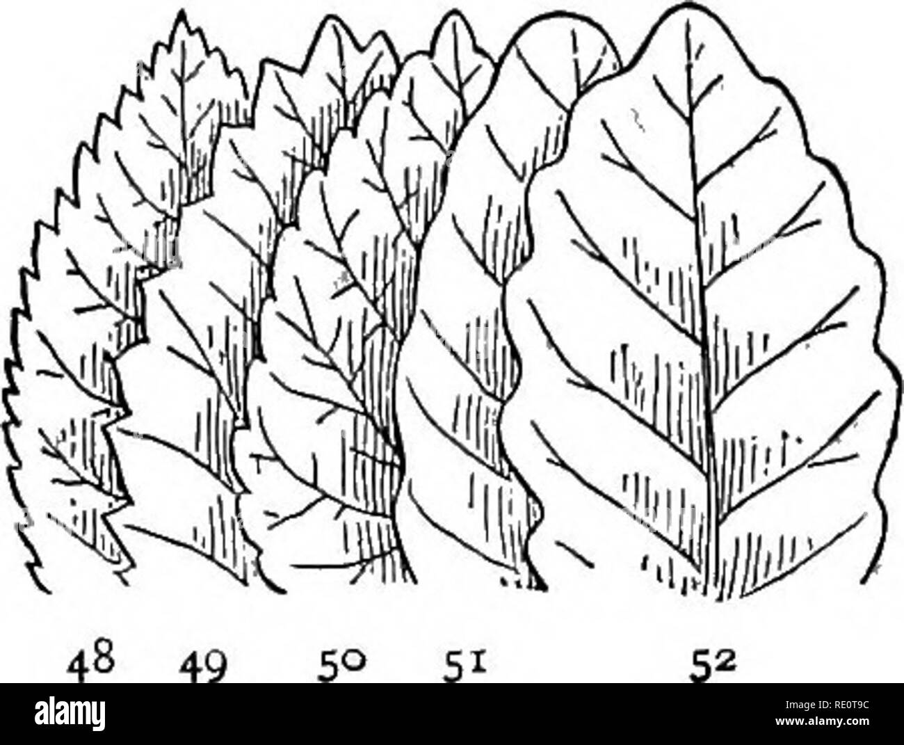 . Botanique toute l'année ; un texte utile-livre pour les écoles. La botanique. Les feuilles TYPIQUES ET SES PARTIES 33 Marges : certains étant ou ininterrompue, d'autres dents tout le tour et la coupe (Fig. 53)-. Veuillez noter que ces images sont extraites de la page numérisée des images qui peuvent avoir été retouchées numériquement pour plus de lisibilité - coloration et l'aspect de ces illustrations ne peut pas parfaitement ressembler à l'œuvre originale.. Andrews, Eliza Frances, b. 1840. New York, Cincinnati [etc. ] American Book Company Banque D'Images