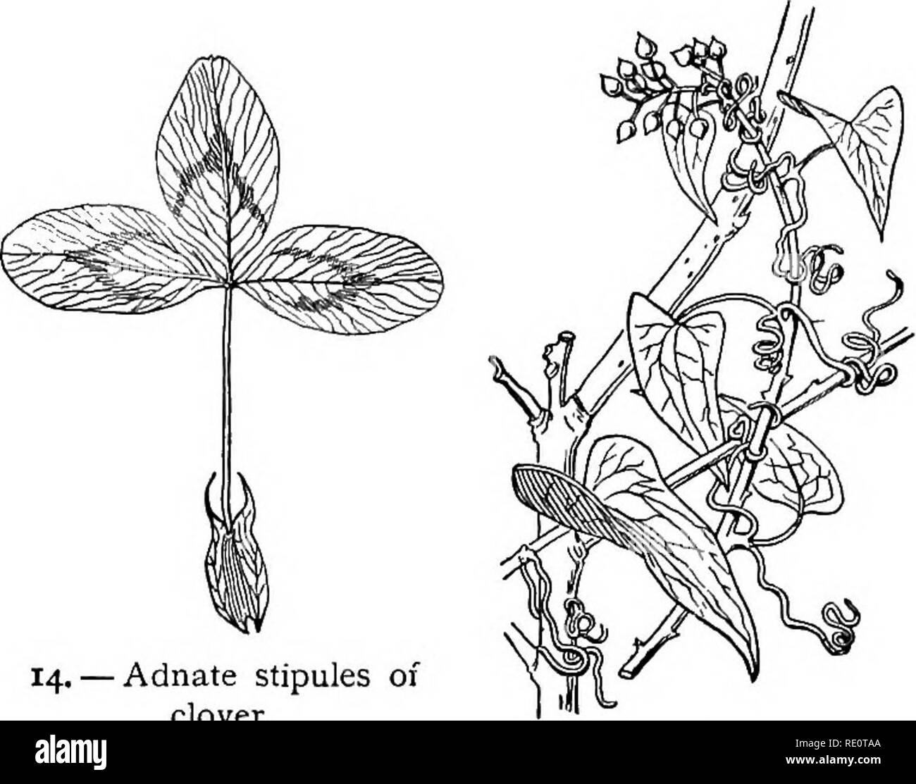 . Botanique toute l'année ; un texte utile-livre pour les écoles. La botanique. Les feuilles TYPIQUES ET SES PARTIES 29 les feuilles au total, comme dans le Lathyrus aphaca (Fig. 17),. -Stipules Adnées du trèfle. 15. - Feuilles de smilax, spectacle- ing vrilles stipulaires. 16. - Feuillus stipules du Japon de coing.. Veuillez noter que ces images sont extraites de la page numérisée des images qui peuvent avoir été retouchées numériquement pour plus de lisibilité - coloration et l'aspect de ces illustrations ne peut pas parfaitement ressembler à l'œuvre originale.. Andrews, Eliza Frances, b. 1840. New York, Cincinnati [etc. ] American Book Company Banque D'Images