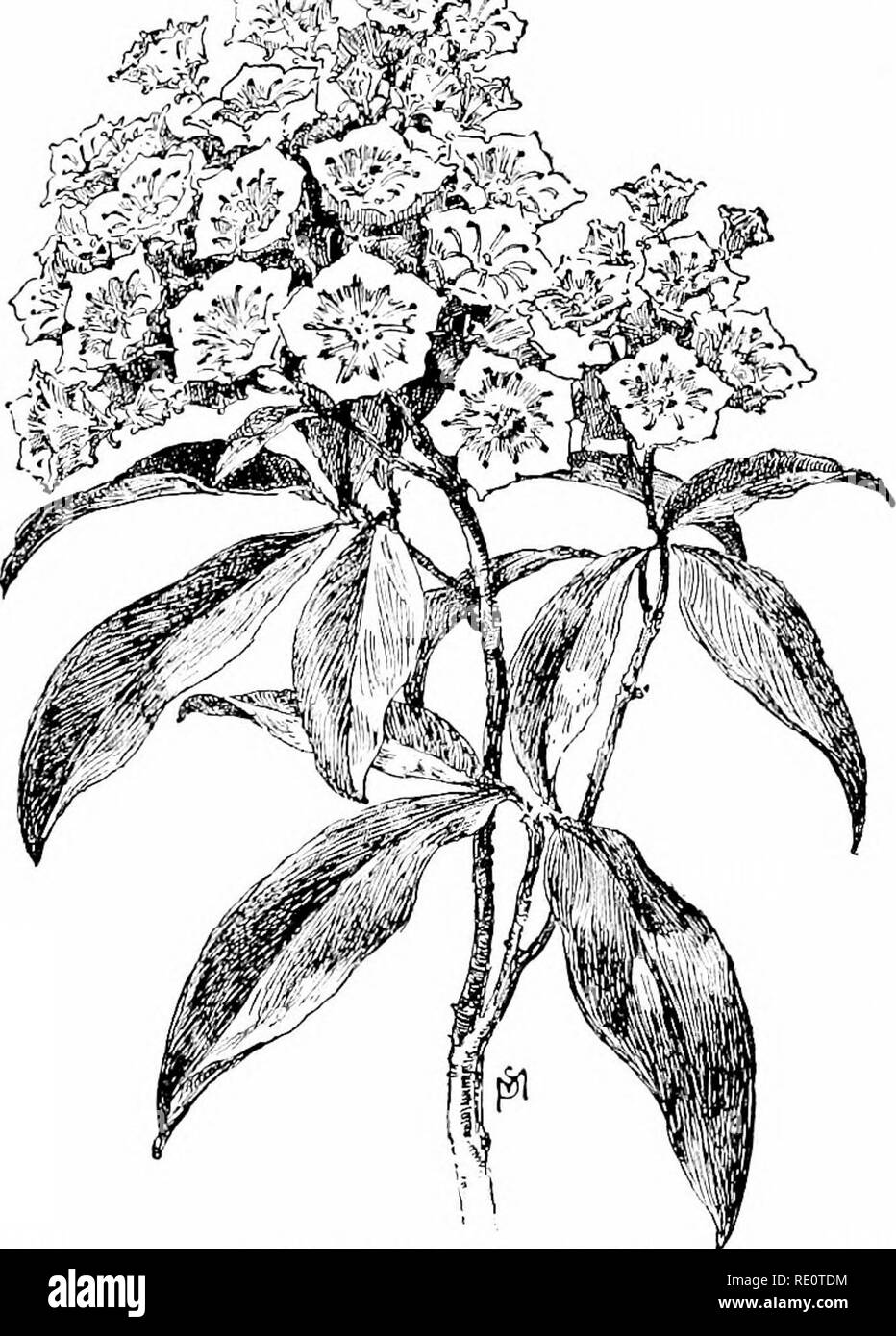 . Cyclopedia of American horticulture, comprenant des suggestions pour la culture de plantes horticoles, les descriptions des espèces de fruits, légumes, fleurs et plantes ornementales vendues aux États-Unis et au Canada, ainsi que des notes biographiques et géographiques. Le jardinage. 854 KALMIA KANSAS de déco, contraatiDg bien avec le rouge et jaune des branches. L'espèce est également forcé facilement et fait un très beau pot-usine. Les autres espèces sont assez border plantes pour massif d'evergreen. Les Kalmias s'accommodent bien d'une plage de sable, tourbé ou sol loameux, mais détestent l'argile et linieston Banque D'Images