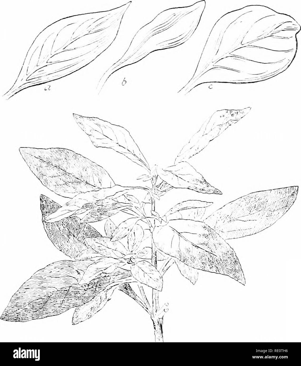 . Cyclopedia of American horticulture, comprenant des suggestions pour la culture de plantes horticoles, les descriptions des espèces de fruits, légumes, fleurs et plantes ornementales vendues aux États-Unis et au Canada, ainsi que des notes biographiques et géographiques. Le jardinage. TEEHIA TEfiDIA (J. Il. Teeilr. (-En-nuin. Lntanist^livr wlm je soiiif en temps t'urtuii-al ami difil en. Le Surinam). Scro/jJi- jil-)rliii-> ; hen- banes lorsque leurs folia.L ;-c'est hruised. et 7'. j'lihi sr, nous a la même sorte d'^-reasy pubescence. Les plantes semblent difficilement dans norllu vaut cultiver : rn'émissions Banque D'Images . Cyclopedia of American horticulture, comprenant des suggestions pour la culture de plantes horticoles, les descriptions des espèces de fruits, légumes, fleurs et plantes ornementales vendues aux États-Unis et au Canada, ainsi que des notes biographiques et géographiques. Le jardinage. TEEHIA TEfiDIA (J. Il. Teeilr. (-En-nuin. Lntanist^livr wlm je soiiif en temps t'urtuii-al ami difil en. Le Surinam). Scro/jJi- jil-)rliii-> ; hen- banes lorsque leurs folia.L ;-c'est hruised. et 7'. j'lihi sr, nous a la même sorte d'^-reasy pubescence. Les plantes semblent difficilement dans norllu vaut cultiver : rn'émissions Banque D'Images