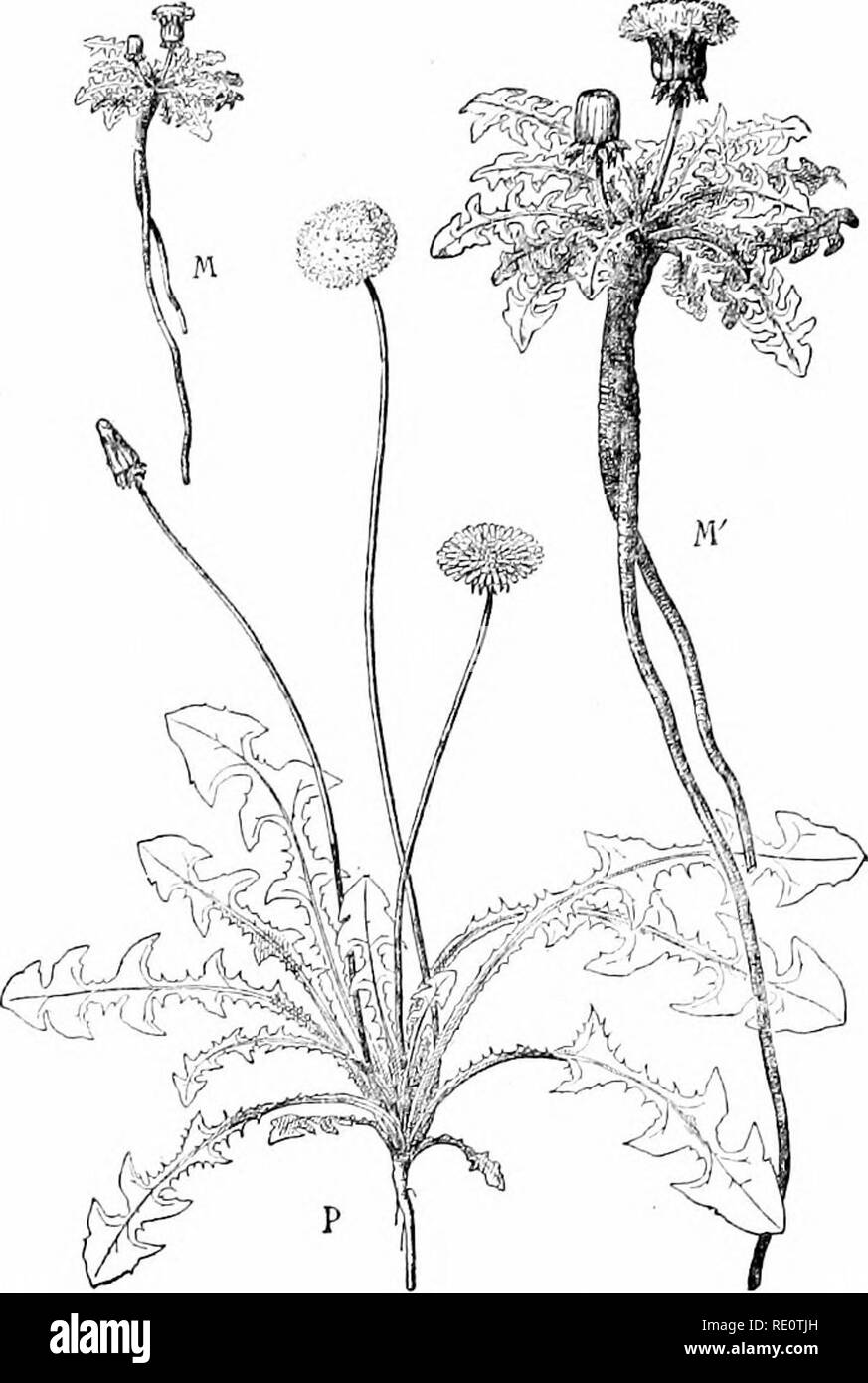 . Les plantes et leurs usages ; une introduction à la botanique. La botanique, la botanique, économique. 443 adaptations acquises ou que nous pourrions prendre une espèce de montagne d'Ijuttercup (Fig. 302) wiiicii diffère de proches parents des basses terres en ayant un retard de croissance, forme compacte convient bien aux conditions alpines et une rosette de l( :'un^'cs un peu semblables à celles de notre iiioun-. FiG. 301.-Comniun Taraxtcum ojjicin {Pissenlit.ale, SuuiIowlt aniiiy Compositw jt',). P, telle qu'elle se développe dans les basses terres, de dimension réduite. M, telle qu'elle pousse à des altitudes, réduit dans la même proportion que P. M', la même phint comme M le.ss r Banque D'Images