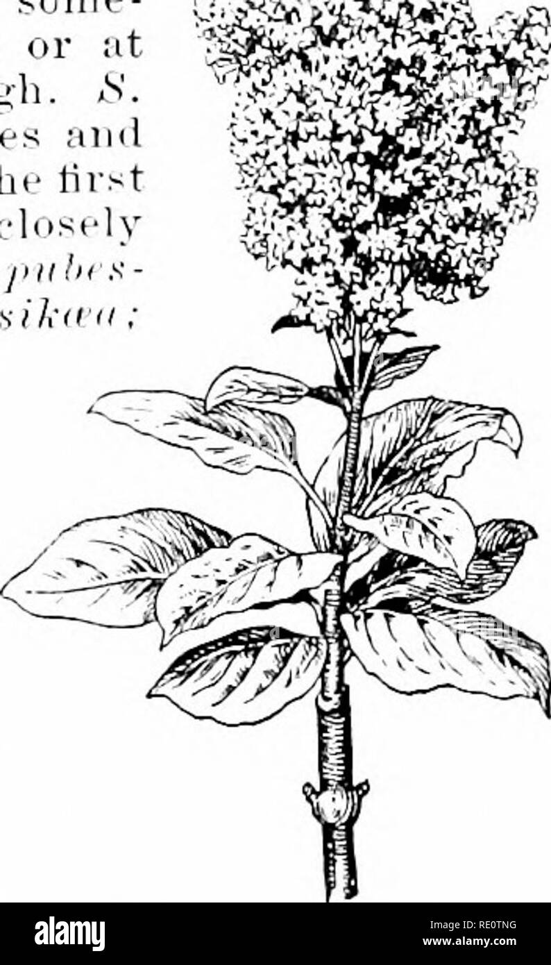 . Cyclopedia of American horticulture, comprenant des suggestions pour la culture de plantes horticoles, les descriptions des espèces de fruits, légumes, fleurs et plantes ornementales vendues aux États-Unis et au Canada, ainsi que des notes biographiques et géographiques. Le jardinage. 1760 CLEMATIS que l'étain -lik.. 2450. Syrine^un villosa. (Xi- :.,) Les lilas sont très sin-wy de I.loom, surtout lorsqu'en ébouriffés gi''"-ips, et ces comme une règle sont le^ plus efficace moins de variétés différentes qu'ils contiennent. Thr le mélange d'espèces et variétés qui diffèrent par l'habitude et blonniing spo saison uniquement Banque D'Images