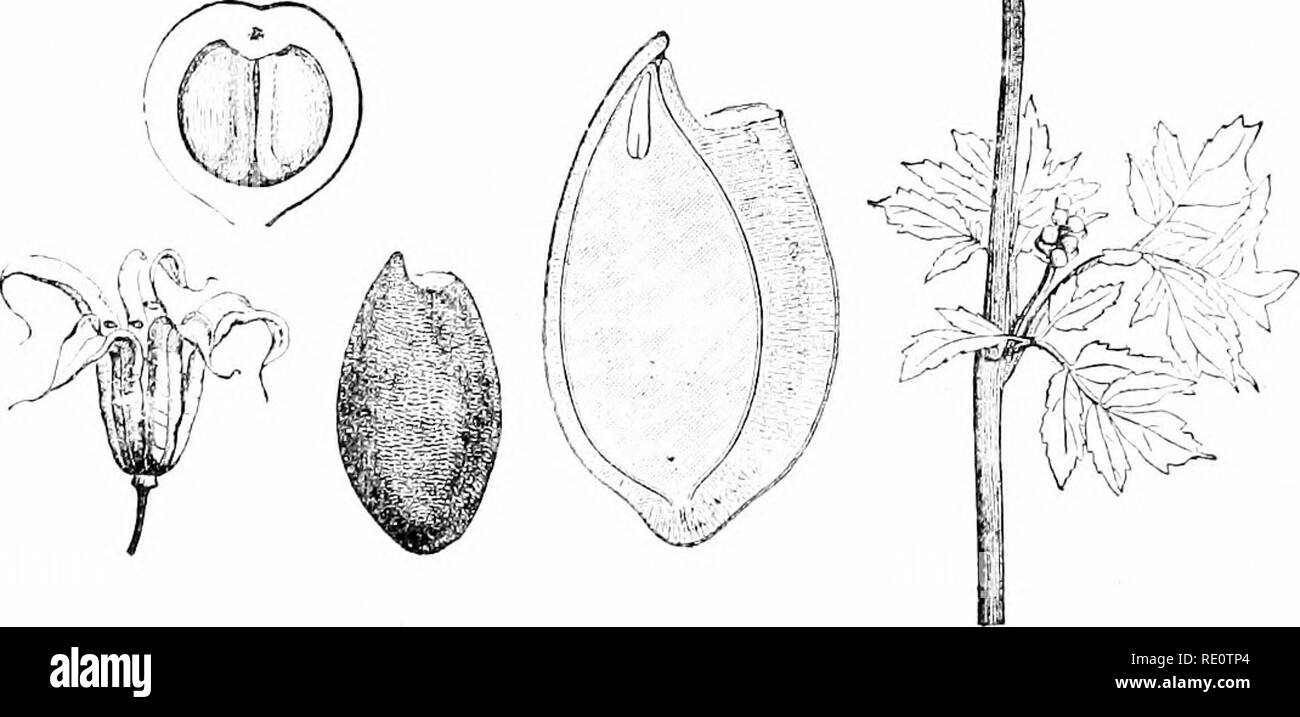 . Les plantes et leurs usages ; une introduction à la botanique. La botanique, la botanique, Économique. l''n,. l;s7, II.âC'olunihiiie. Diagramme Floral. Stariirns. 0-ary, couper. acrosy r'ruit. Semences, ensemble, agrandi. .Même erticali ^â,^^ (Baillon.) l''n ;. 2SS, I.âBaneberry spicaia Actoa (Crowfoot, Famille, Ranunculacea^). Les sommités fleuries. (LeMaout et Decaisne.)3(l'herbe de âPerennial-(iO em. de hauteur ; fleurs blanches ou bleuâtre, des fruits charnus, purpli.sh ou rouge. Maison natale, Eurasie, États du Nord. (HlTcrence dans la longueur de l'entre-noeuds inférieurs, whieli dans le marais-marigold et beaucoup d'autres membres de la famille sont si courtes qu' Banque D'Images
