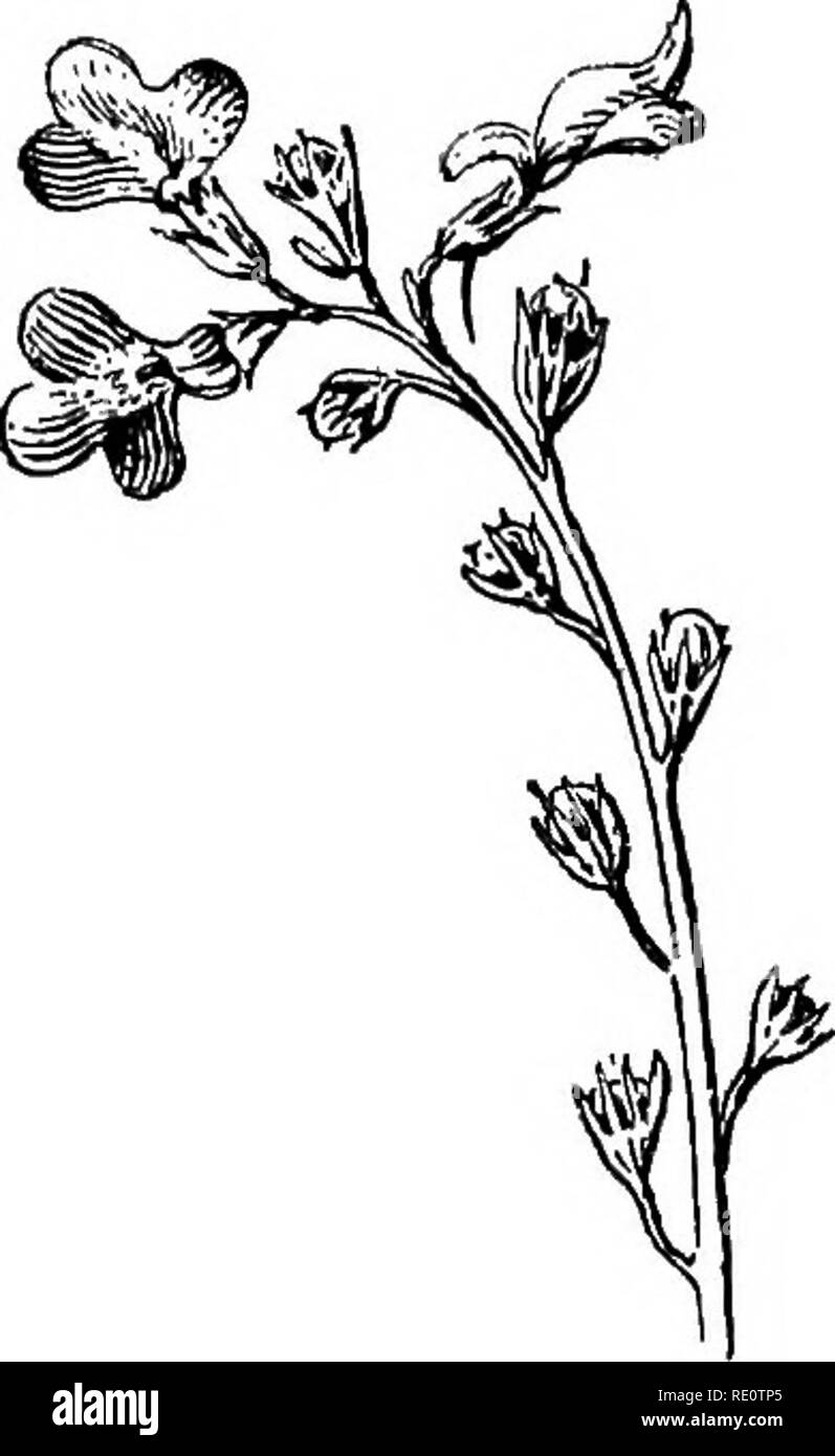 . Champ de fleurs, Hill, et de marécages ;. La botanique. 23 de Virginie (Lespedeza couchées. 23 BLUE TOAD-LIN (Linaria canadensis) (voir page 434). Veuillez noter que ces images sont extraites de la page numérisée des images qui peuvent avoir été retouchées numériquement pour plus de lisibilité - coloration et l'aspect de ces illustrations ne peut pas parfaitement ressembler à l'œuvre originale.. Creevey, Caroline A. Mme New York, Harper & Brothers. Banque D'Images