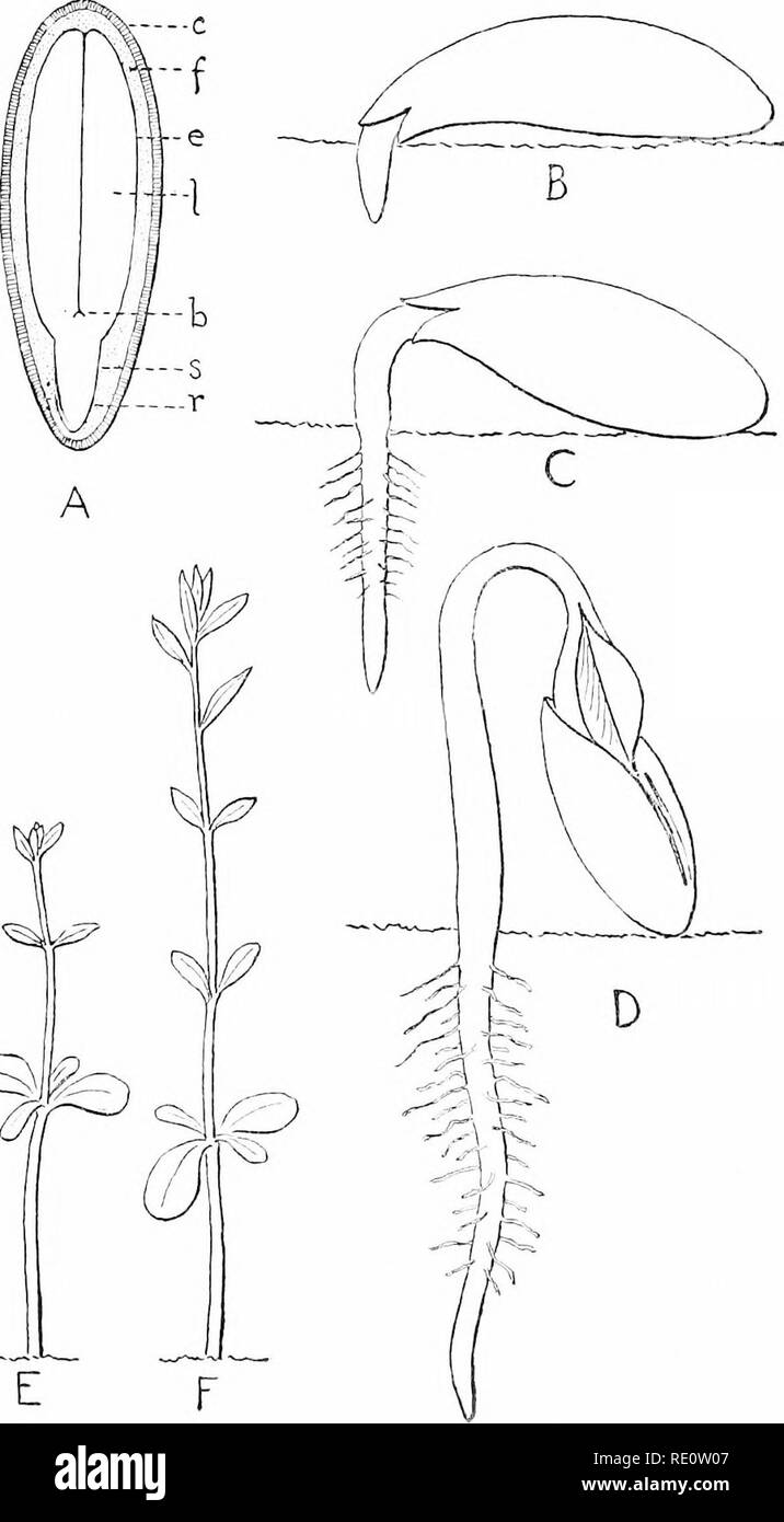 . Les plantes et leurs usages ; une introduction à la botanique. La botanique, la botanique, économique. 318 LES PARTIES D'UNE PLANTE DES GRAINES. Vm. 27'.(-âFlax Gcnuiriation. Une lutte contre les mauvaises herbes, couper verticalement, pour montrer l'sced- 'â-avoine (c), des semences (f), l'embryon (e), avec ses feuilles de semences (I), les semences-bud (b), les semences-stem (s) et de semences-racine (r). B, les semences commencent à germer, la graine-. Veuillez noter que ces images sont extraites de la page numérisée des images qui peuvent avoir été retouchées numériquement pour plus de lisibilité - coloration et l'aspect de ces illustrations ne peut pas parfaitement ressembler à l'œuvre originale.. Sargent, Frederick Leroy, 1863-. New York, H. Banque D'Images