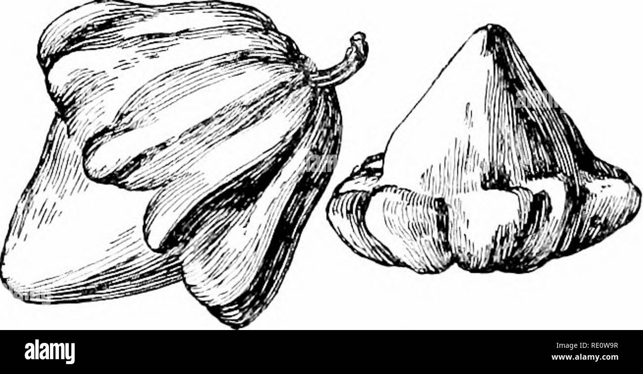 . Cyclopedia of American horticulture, comprenant des suggestions pour la culture de plantes horticoles, les descriptions des espèces de fruits, légumes, fleurs et plantes ornementales vendues aux États-Unis et au Canada, ainsi que des notes biographiques et géographiques. Le jardinage. 2384. Été Bereen Squash, une forme de Cucurbita pepo. cause elle tend à prolonger la saison de croissance de la vigne. Il est habituellement bien, par conséquent, de lever l'oc- casionally joints .lorsque le sarclage est fait, bien que la vigne" shirald pas être déplacé ou perturbée. Cette précaution n'ap- en particulier dans les plis de la mer courte Banque D'Images