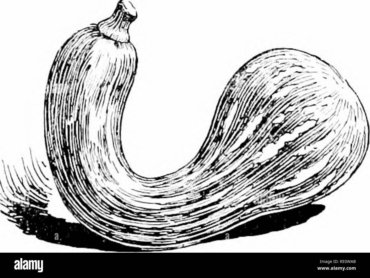 . Cyclopedia of American horticulture, comprenant des suggestions pour la culture de plantes horticoles, les descriptions des espèces de fruits, légumes, fleurs et plantes ornementales vendues aux États-Unis et au Canada, ainsi que des notes biographiques et géographiques. Le jardinage. 1712 SQUxVSH liottom courge très riches terres Oa les plantes prospèrent souvent remarquablement bien, il n'y a liut barbouilleur que les plantes peuvent exécuter beaucoup de possession de vigne, d'autant plus vrai lorsque le sol a trop availahl nuu-h'- nltroL^en, afin que l'outil. 2382. L'hiver ou Canada courge Yellow-Crookneck-Cucurbita moschata. végétaux sont s Banque D'Images