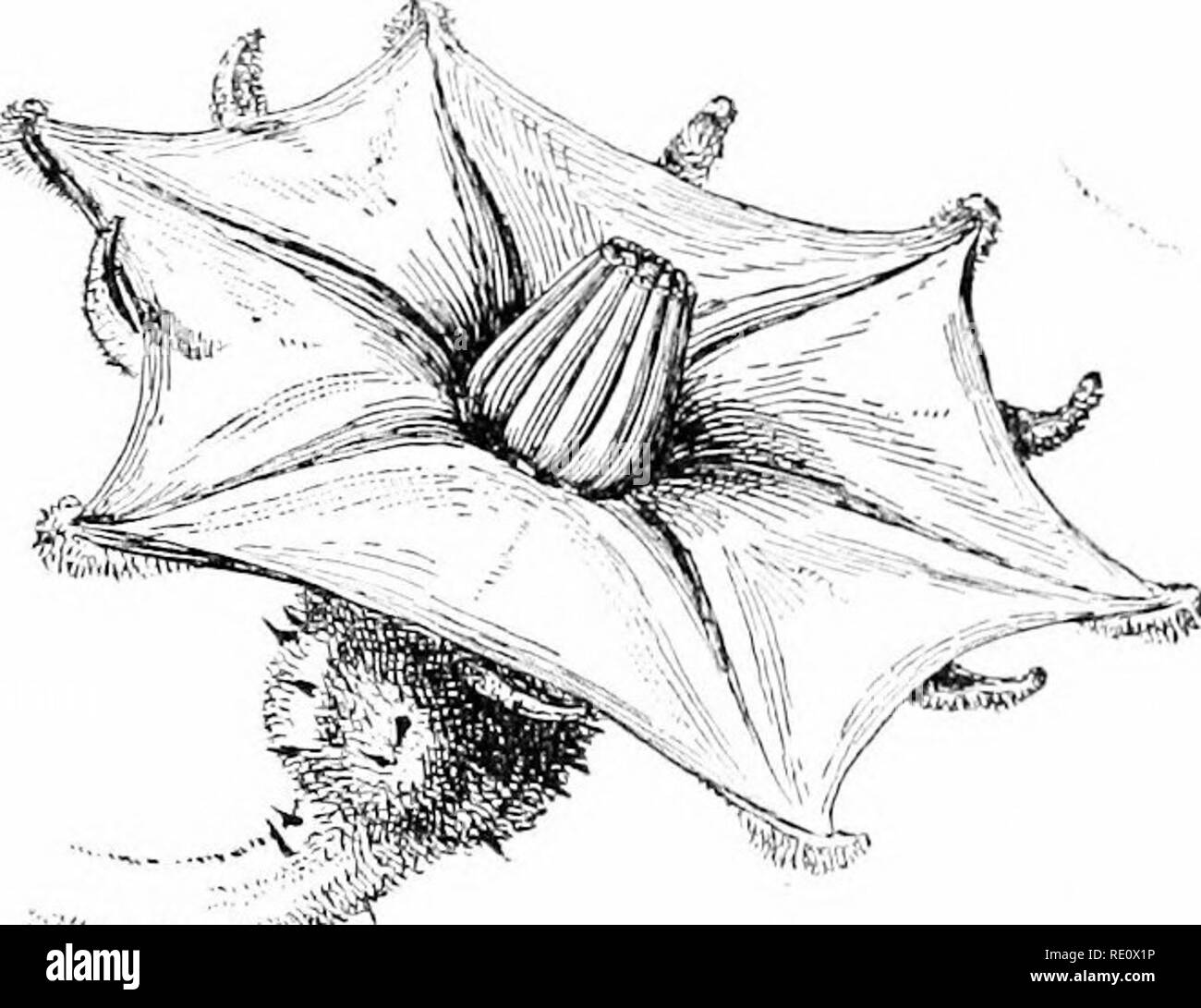 . Cyclopedia of American horticulture, comprenant des suggestions pour la culture de plantes horticoles, les descriptions des espèces de fruits, légumes, fleurs et plantes ornementales vendues aux États-Unis et au Canada, ainsi que des notes biographiques et géographiques. Le jardinage. 829- La Section d'un compositous la tête. Montrant la politique commune de toriis e. S'ils développent de manière indépendante jusqu'à ce que leur croissance s'arrête, les sépales ou pétales sont distincts, chacun étant séparément attachées à la tore. D'autre part, après la feuille rudiments ont évolué indépendamment pour un temps, une zone du tore, Banque D'Images . Cyclopedia of American horticulture, comprenant des suggestions pour la culture de plantes horticoles, les descriptions des espèces de fruits, légumes, fleurs et plantes ornementales vendues aux États-Unis et au Canada, ainsi que des notes biographiques et géographiques. Le jardinage. 829- La Section d'un compositous la tête. Montrant la politique commune de toriis e. S'ils développent de manière indépendante jusqu'à ce que leur croissance s'arrête, les sépales ou pétales sont distincts, chacun étant séparément attachées à la tore. D'autre part, après la feuille rudiments ont évolué indépendamment pour un temps, une zone du tore, Banque D'Images