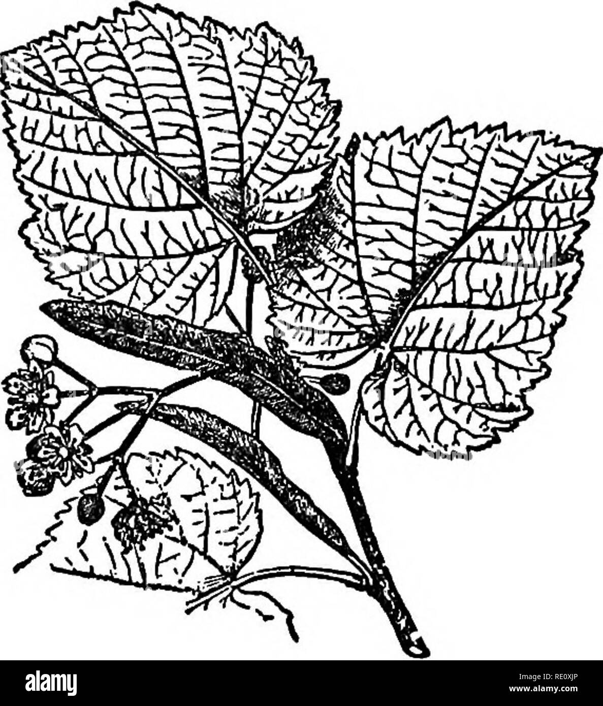 . Notre domaine et les arbres forestiers. Les arbres. 183 fleurs où ces arbres fleuri aux couleurs vives n'ont pas été en mesure de former ou de graines mûrissent en été, qui sont passé, ils n'ont pas laissé les enfants arbre à leur succéder. Tellement au nord de la latitude de Boston il n'y a pas beaucoup d'arbres en fleurs sauvages aux couleurs vives, et qui donnent beaucoup de miel. Les sauterelles, avec leurs longues grappes pendantes de fleurs de haricots blancs, sont le plus à l'Ap- palachian Moun- clut et dans la vallée de l'Ohio. Les abeilles sauvages des bois du nord n'ont qu'un très bon arbre de miel sauvage, et c'est le tilleul. Cependant profondément dans la forêt tilleuls Banque D'Images