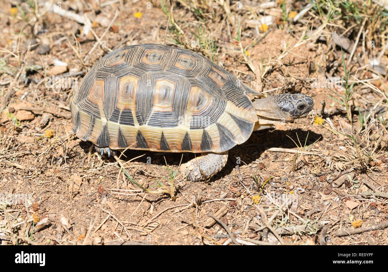 Chersina angulata incliner, tortue, une petite tortue endémique des zones côtières de l'Afrique du Sud également connu sous le nom de tortue beaupré, rooipens skilpad et ventre rouge-t Banque D'Images